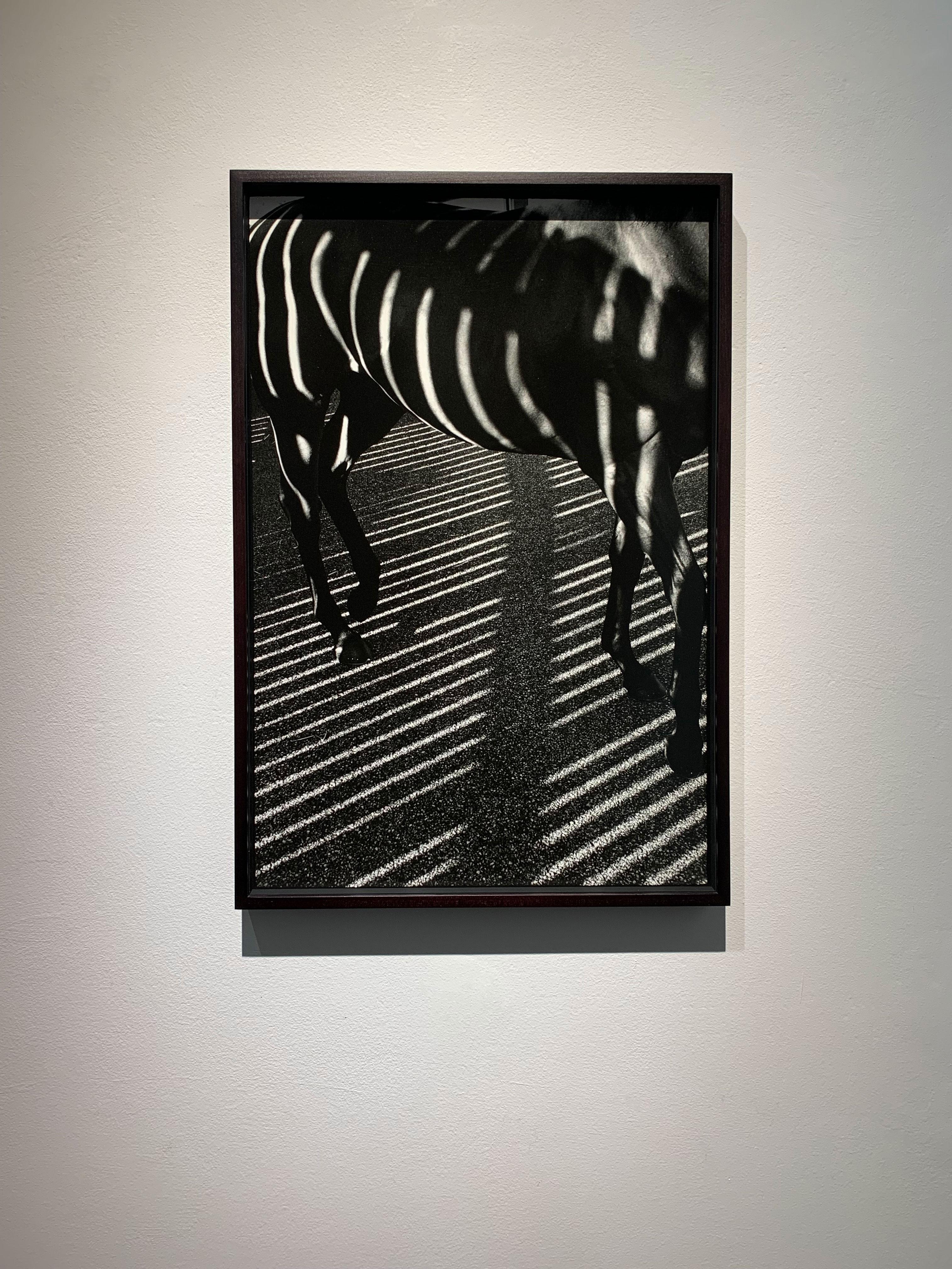 Dubawi, 'Gestreift/Schatten', Abstrakte Schwarz-Weiß-Pferdeporträtfotografie im Angebot 4