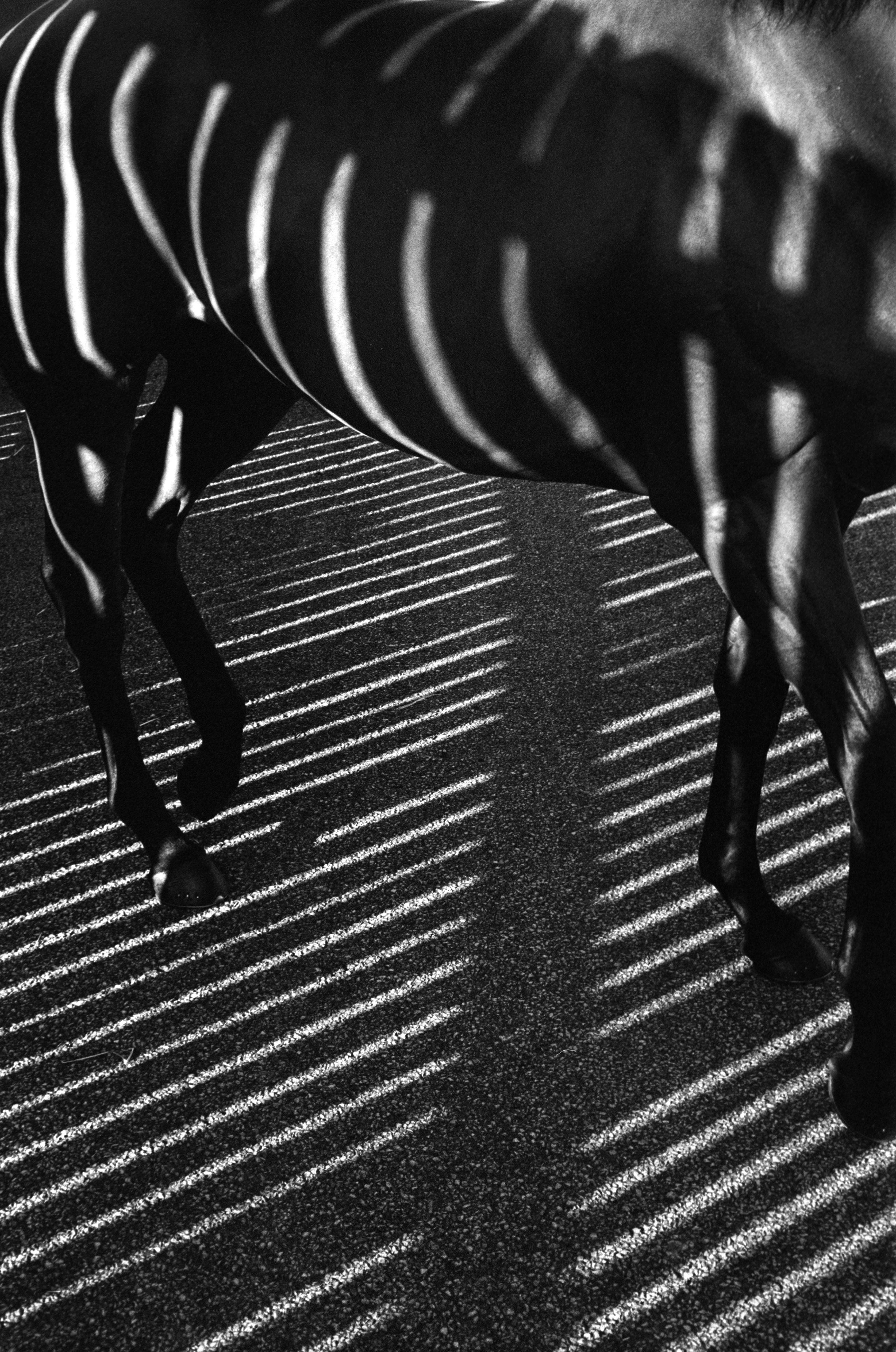 John Reardon Abstract Photograph - Dubawi, ‘Striped/ shadows', Abstract Black and white horse portrait photograph