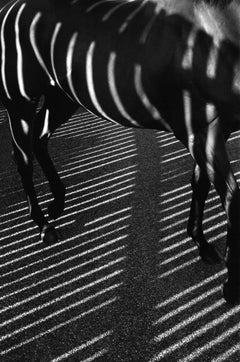 Dubawi, 'Gestreift/Schatten', Abstrakte Schwarz-Weiß-Pferdeporträtfotografie