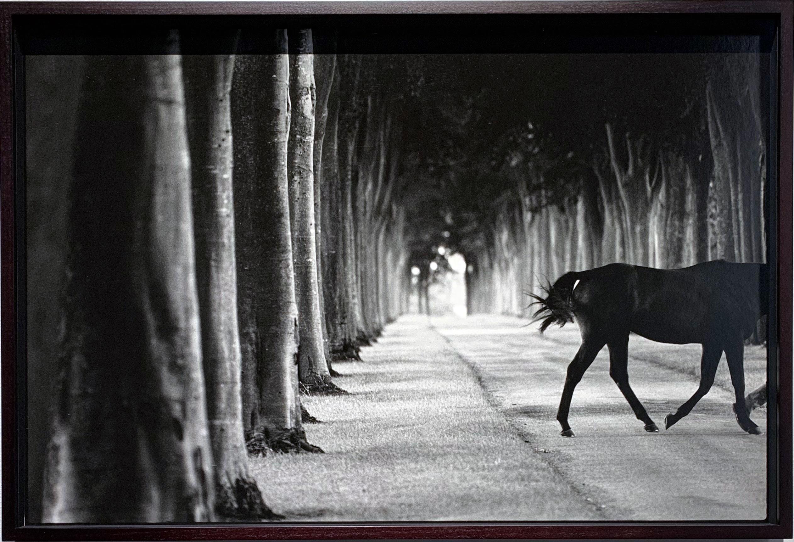 Kabool, ‘Avenue of Trees’, Horse Exit, Black and White landscape and a stallion - Photograph by John Reardon