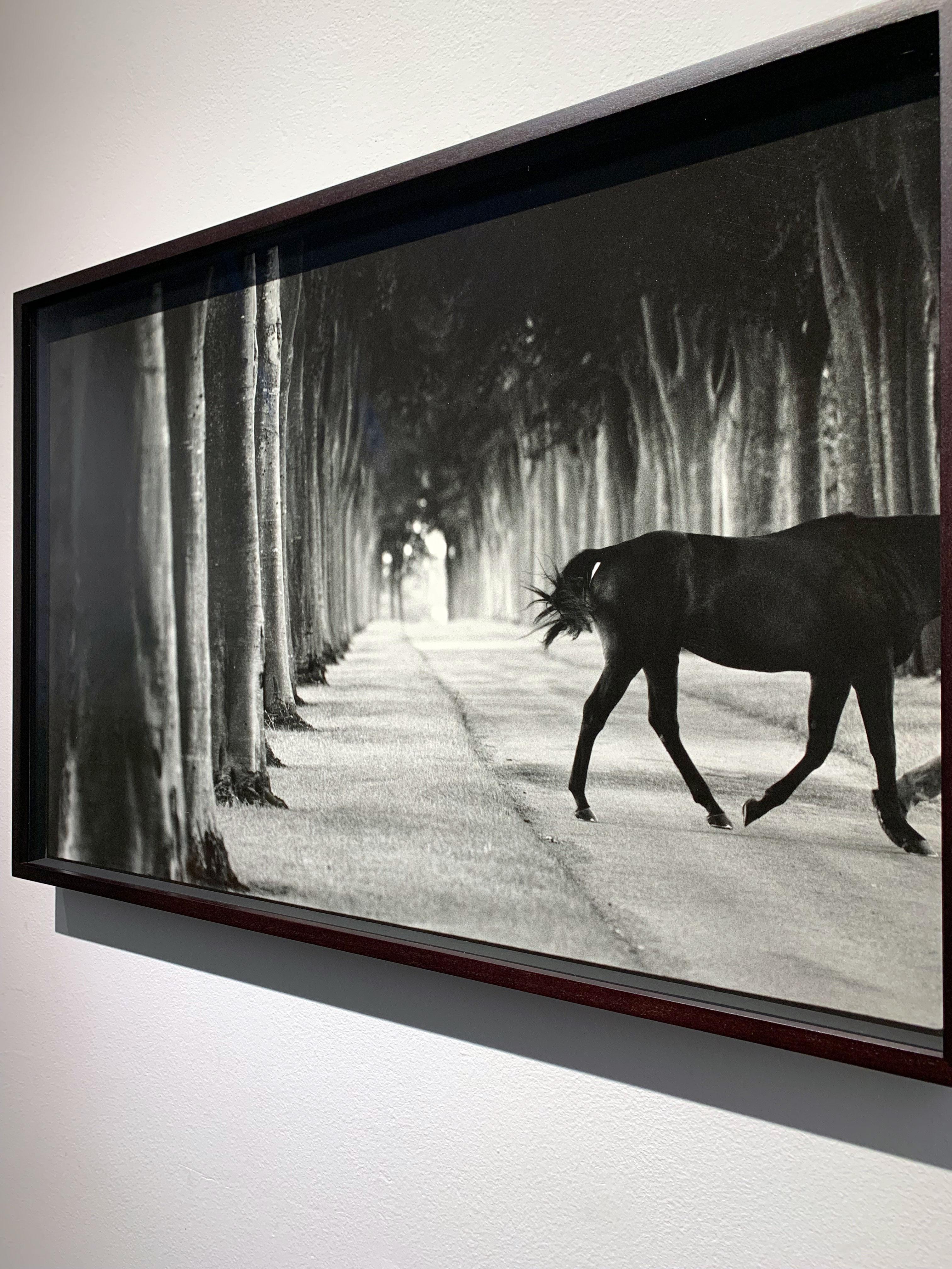 Kabool, ‘Avenue of Trees’, Horse Exit, Black and White landscape and a stallion - Contemporary Photograph by John Reardon