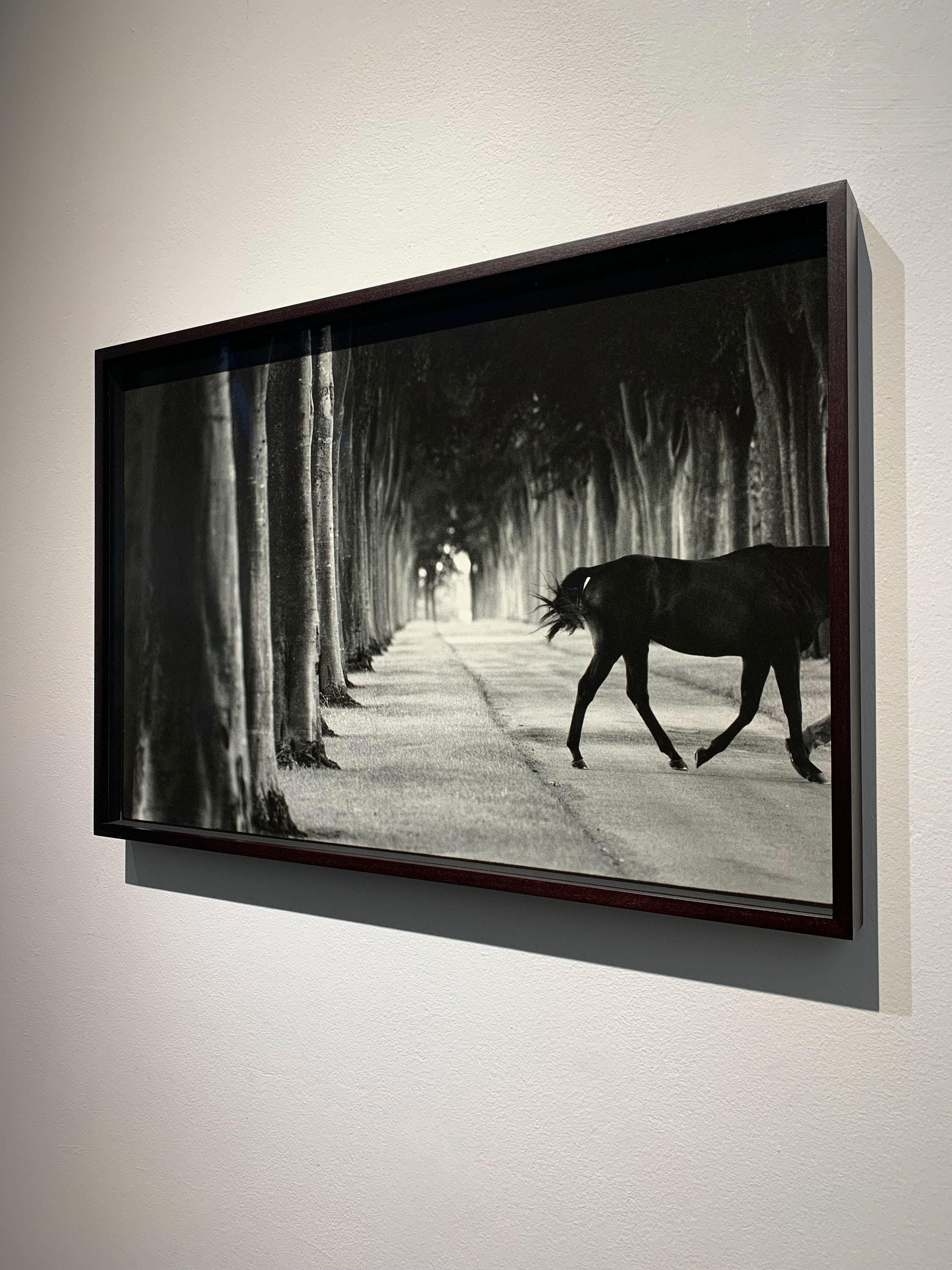 Kabool, 'Avenue of Trees’, 2001 by John Reardon
Edition of 15
Silver Gelatin Print, Mounted on Aluminium, Custom framed, UV protective Museum AR Glass

This piece is part of (after) Whistlejacket - Contemporary Equine Photographs exhibition at MMX