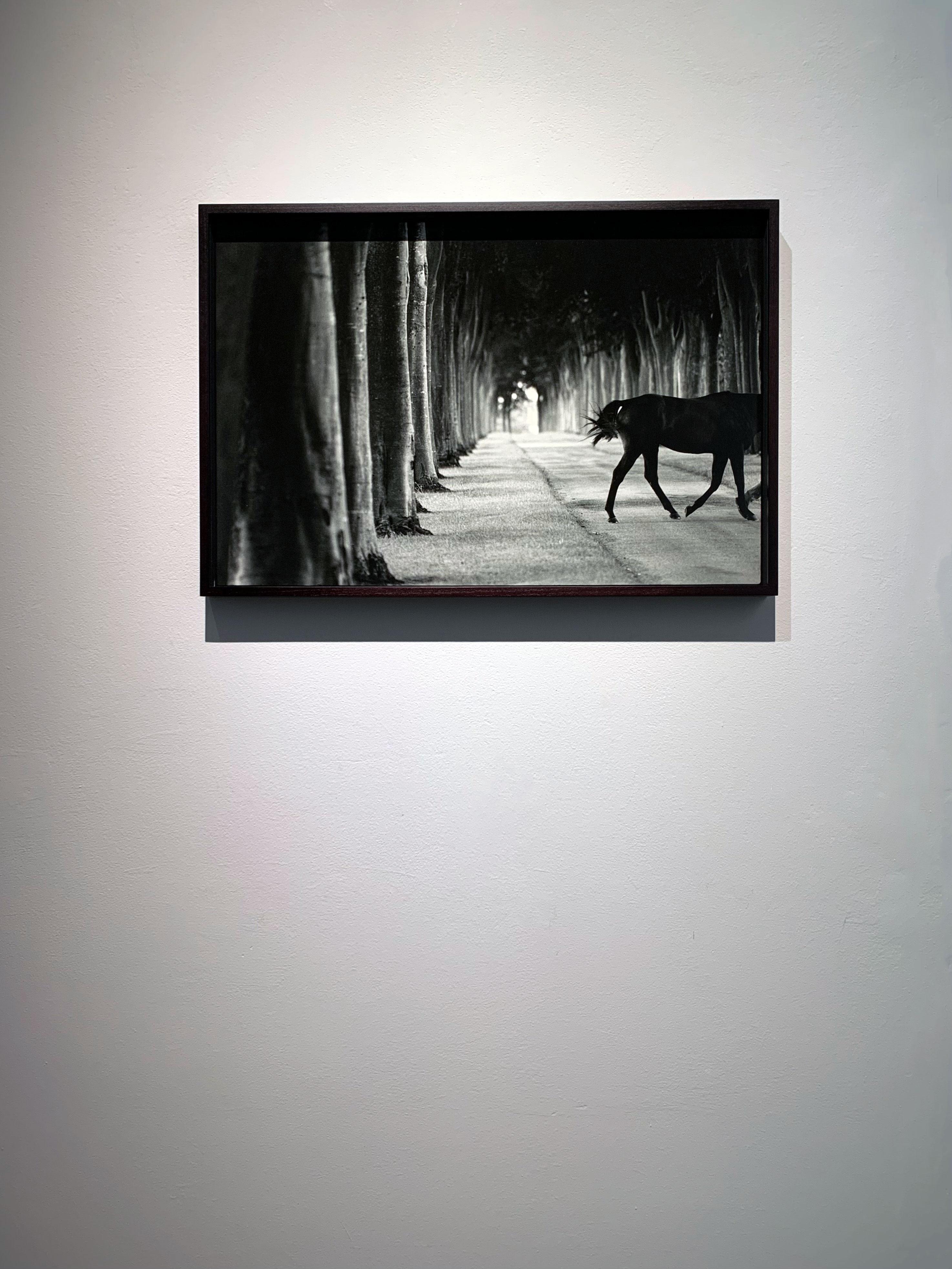 Kabool, ‘Avenue of Trees’, Horse Exit, Black and White landscape and a stallion For Sale 1