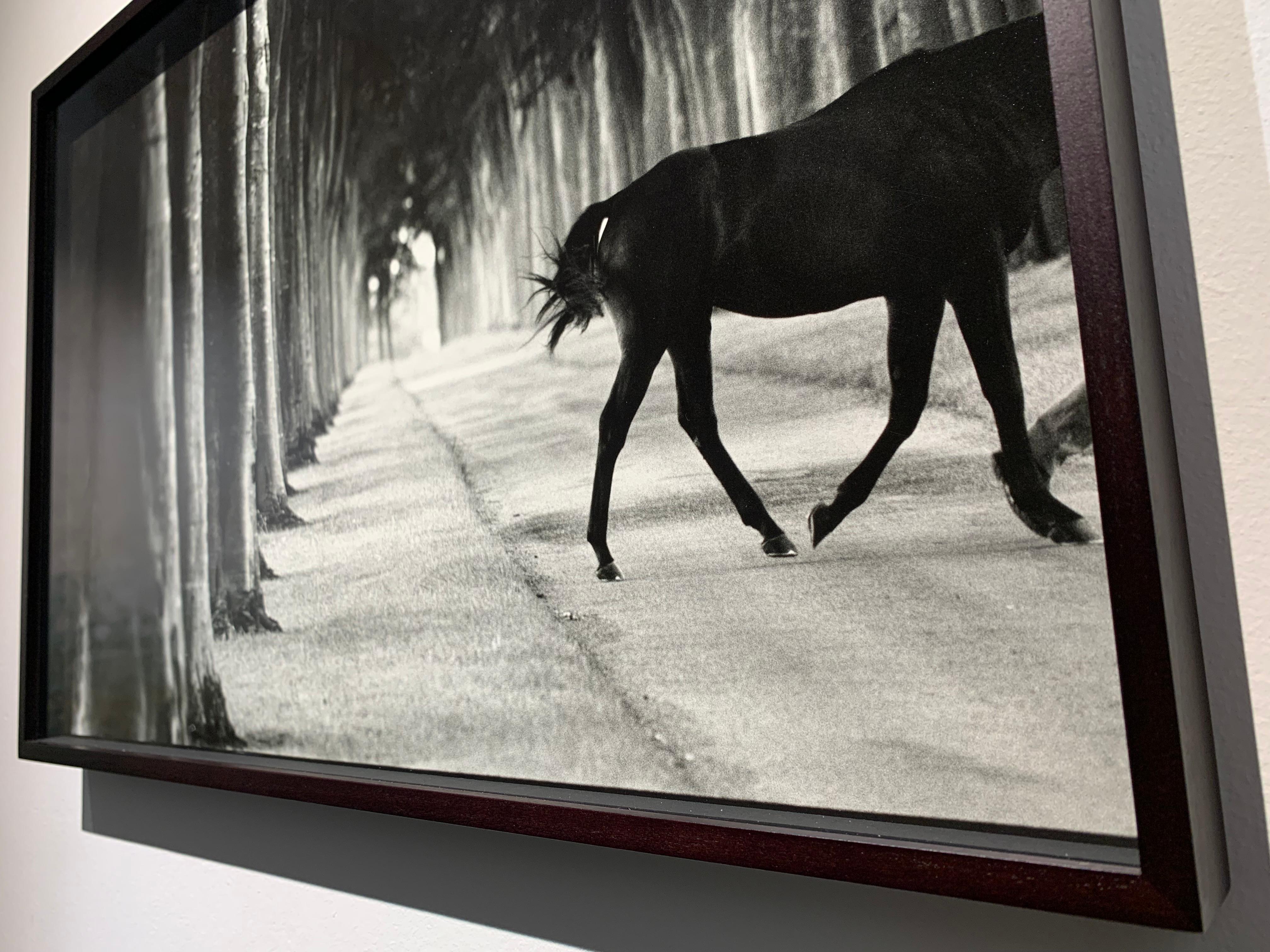 Kabool, ‘Avenue of Trees’, Horse Exit, Black and White landscape and a stallion For Sale 2