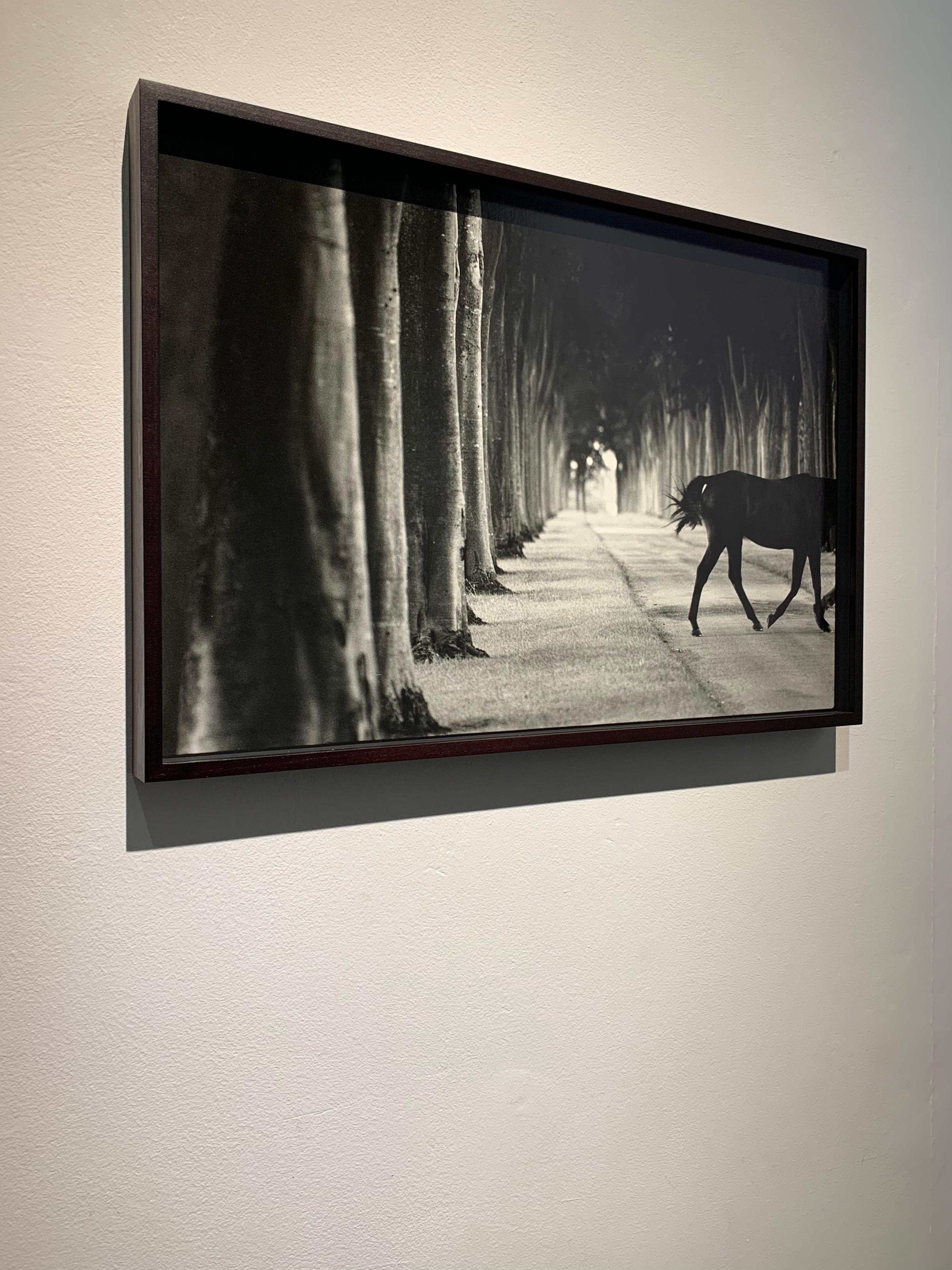 Kabool, ‘Avenue of Trees’, Horse Exit, Black and White landscape and a stallion For Sale 3