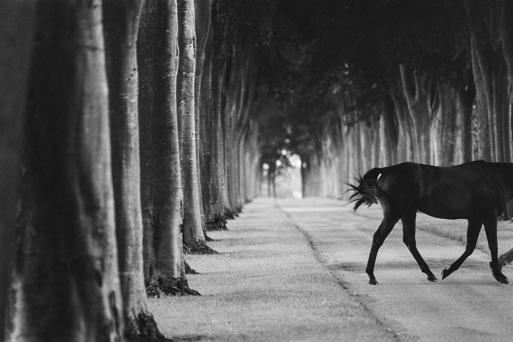 John Reardon Black and White Photograph – Kabool, 'Avenue of Trees', Horse Exit, Schwarz-Weiß-Landschaft und ein Hengst