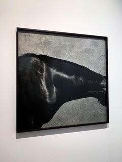 King's Best - Neck, Stallion detail / abstract horse portrait