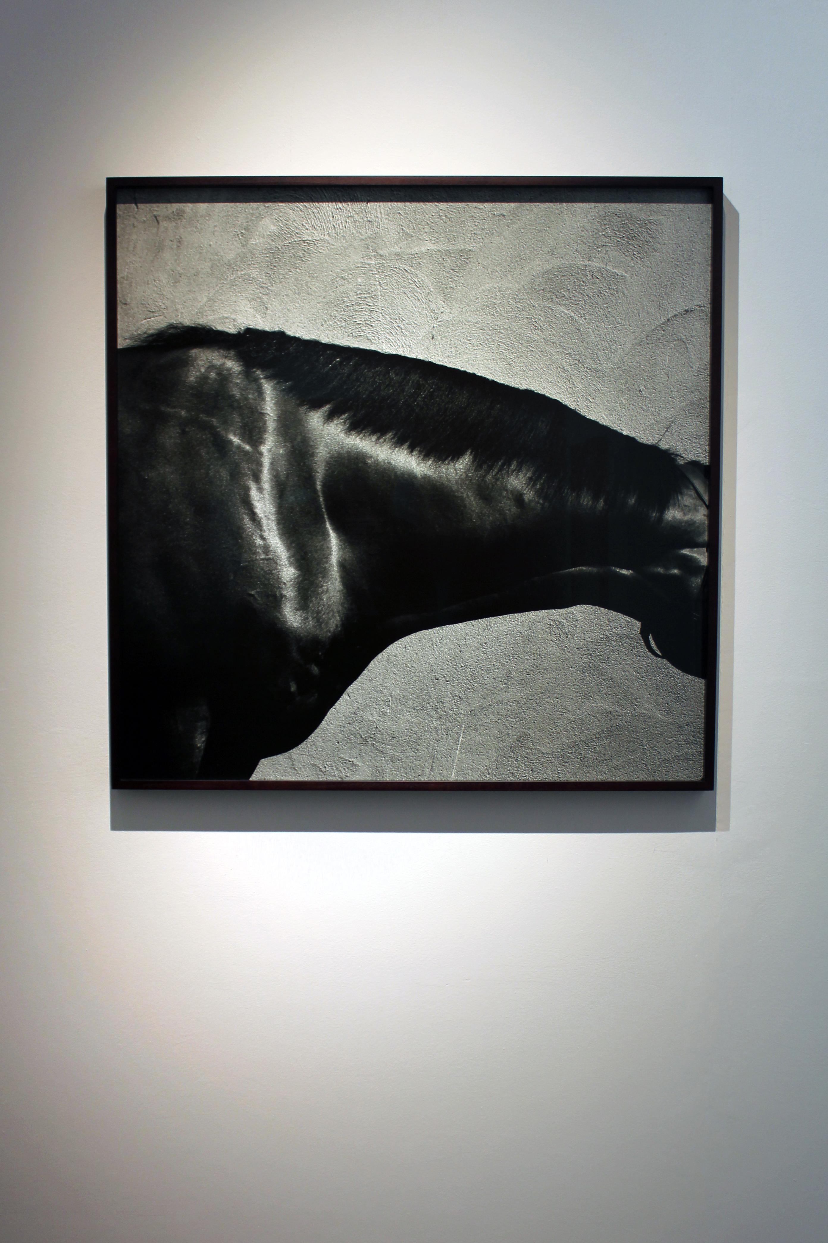 King's Best - Cou, détail de l'étalon / portrait abstrait du cheval - Contemporain Photograph par John Reardon