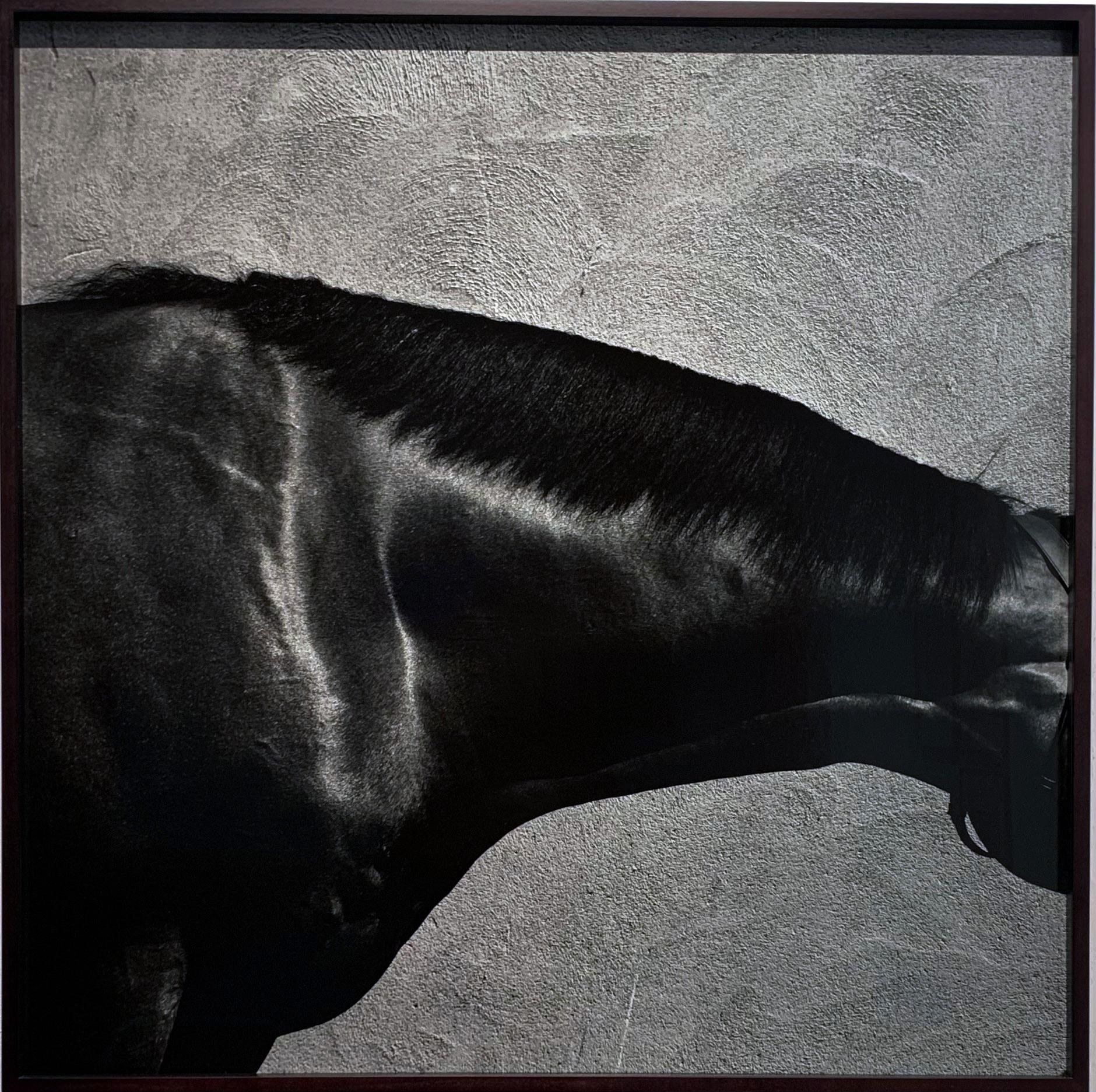 Black and White Photograph John Reardon - King's Best - Cou, détail de l'étalon / portrait abstrait du cheval