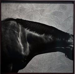 King's Best - Collo, dettaglio dello stallone / ritratto astratto di cavallo