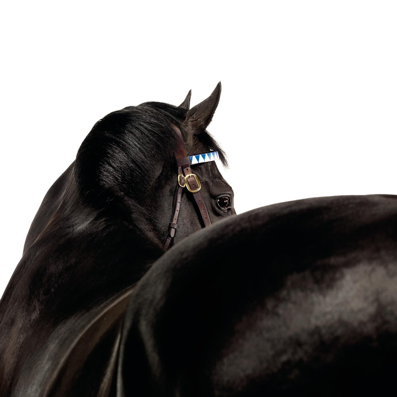 Color Photograph John Reardon - Manduro - Champion du monde des chevaux de course Thoroughbred - Gravure de portrait en Studio