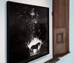 Mark of Esteem, Silhouette - Portrait of Stallion, Silver Gelatin Print
