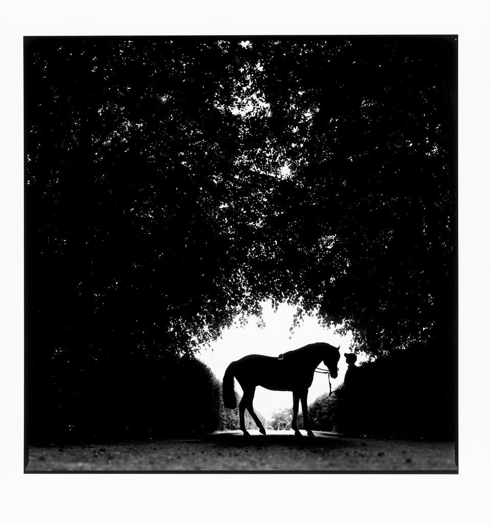 Mark of Esteem, Silhouette - Portrait of Stallion, Silver Gelatin Print - Contemporary Photograph by John Reardon