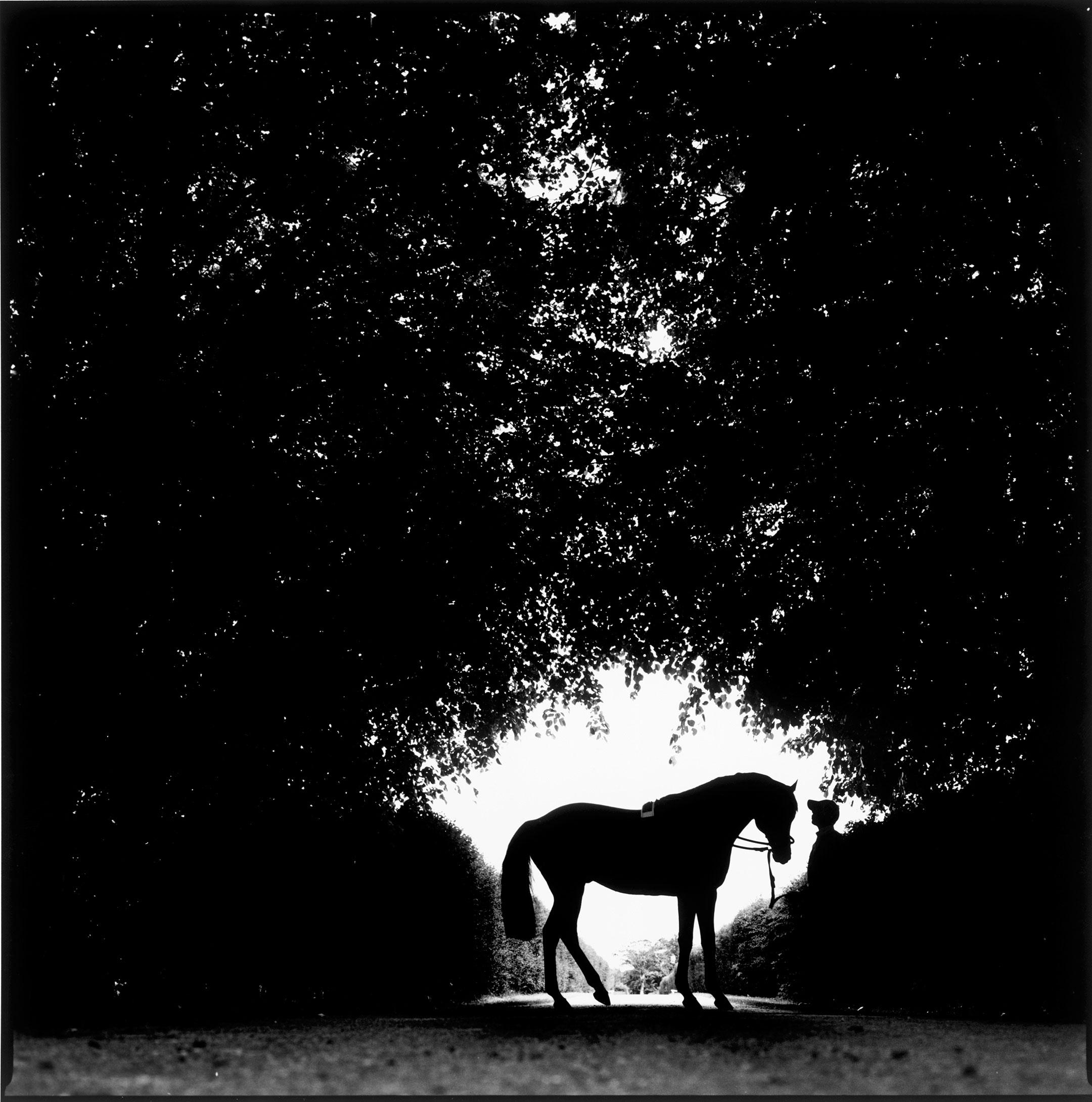 John Reardon Black and White Photograph - Mark of Esteem, Silhouette - Portrait of Stallion, Silver Gelatin Print