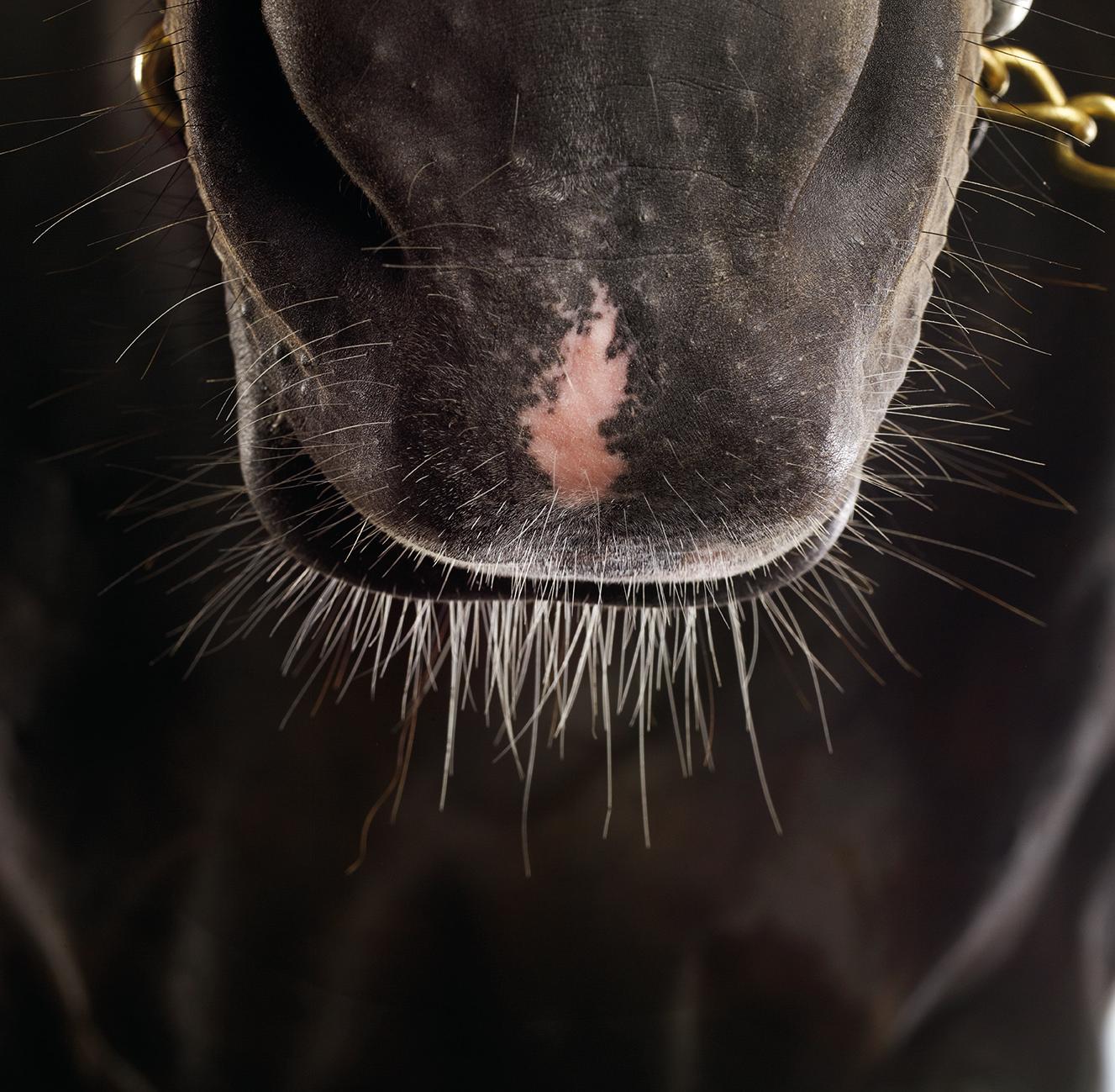 John Reardon Animal Print - Medaglia D Oro - Whiskers, Stallion Studio Portrait