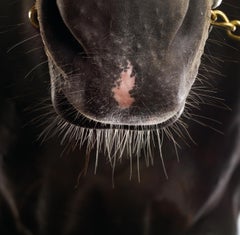 Medaglia D Oro - Whiskers, Stallion Studio Portrait