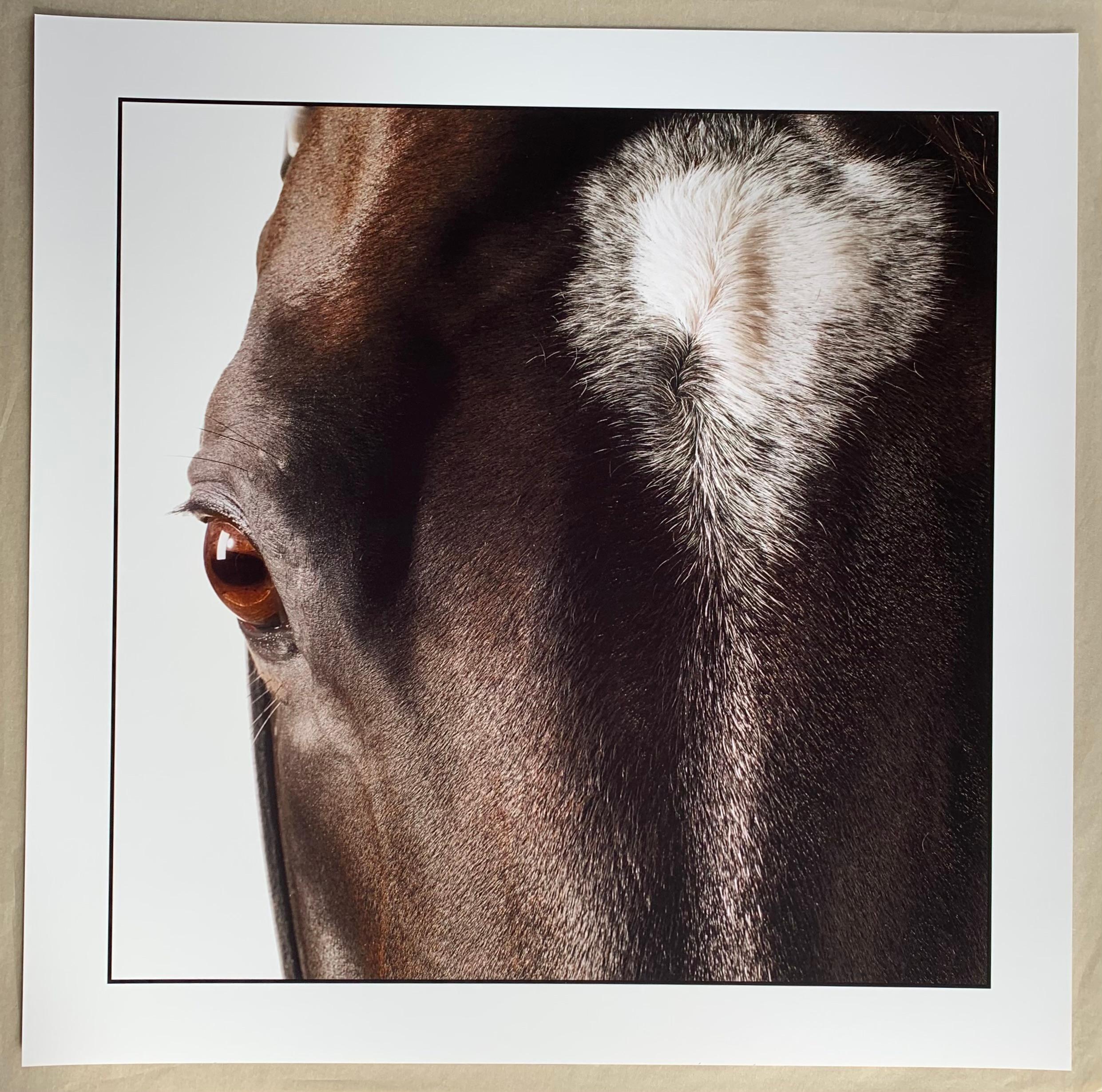 Medaglia d’Oro, Horse head and eye - Stallion Portrait unframed Print on Paper - Black Animal Print by John Reardon