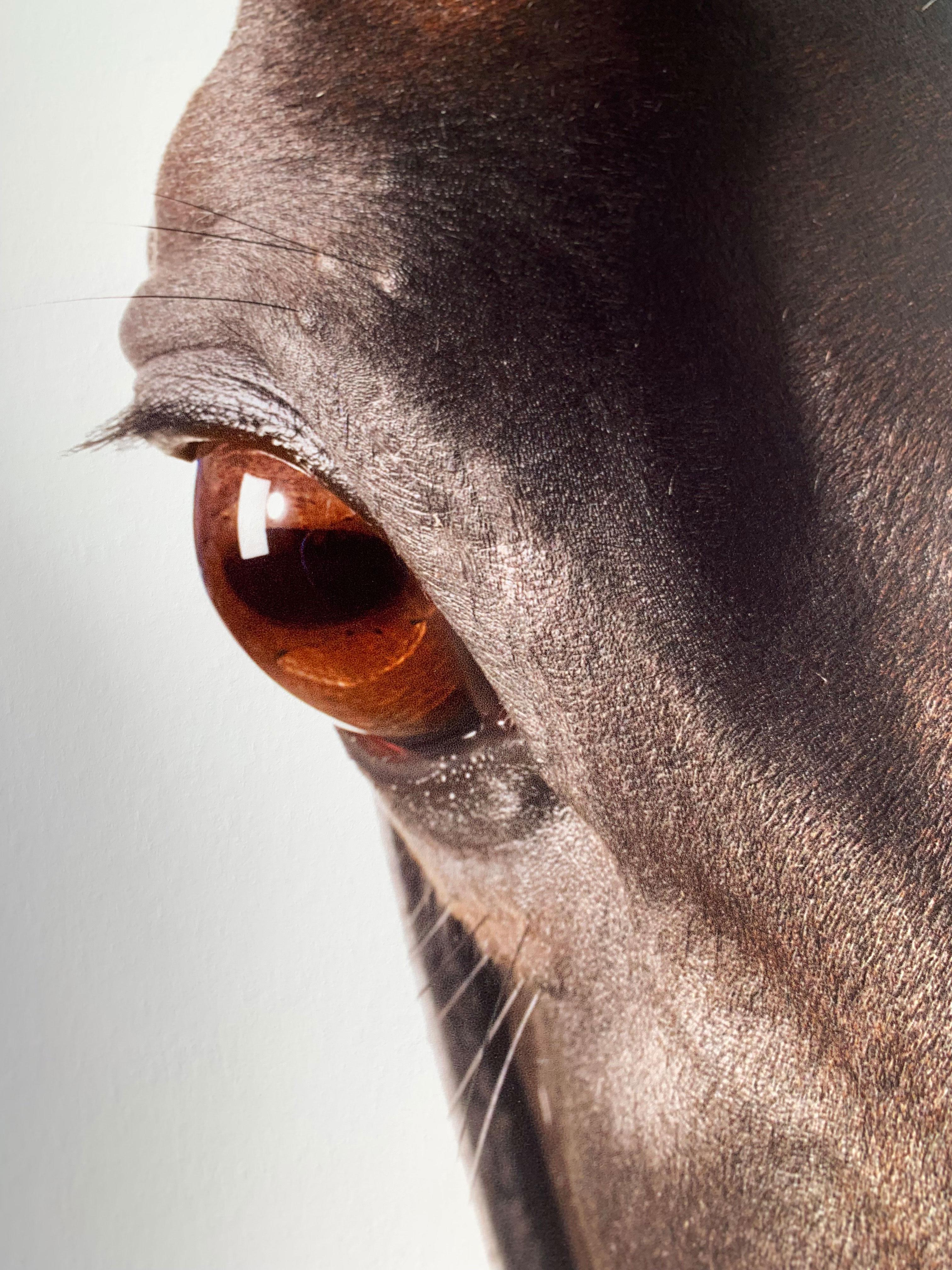Medaglia d'Oro, Tête et œil de cheval - Portrait d'étalon non encadré Impression sur papier - Contemporain Print par John Reardon