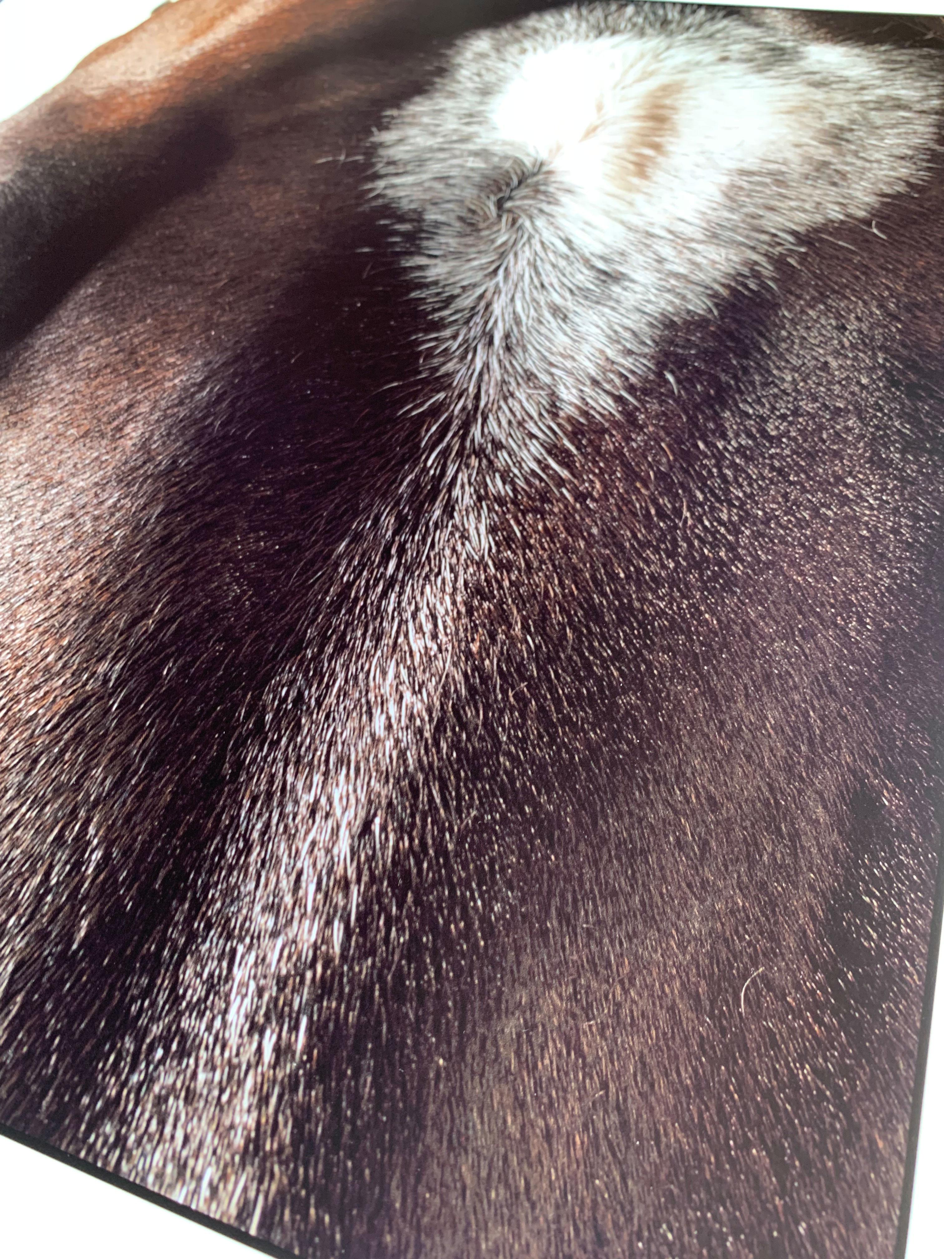 Medaglia d'Oro, Tête et œil de cheval - Portrait d'étalon non encadré Impression sur papier - Noir Animal Print par John Reardon