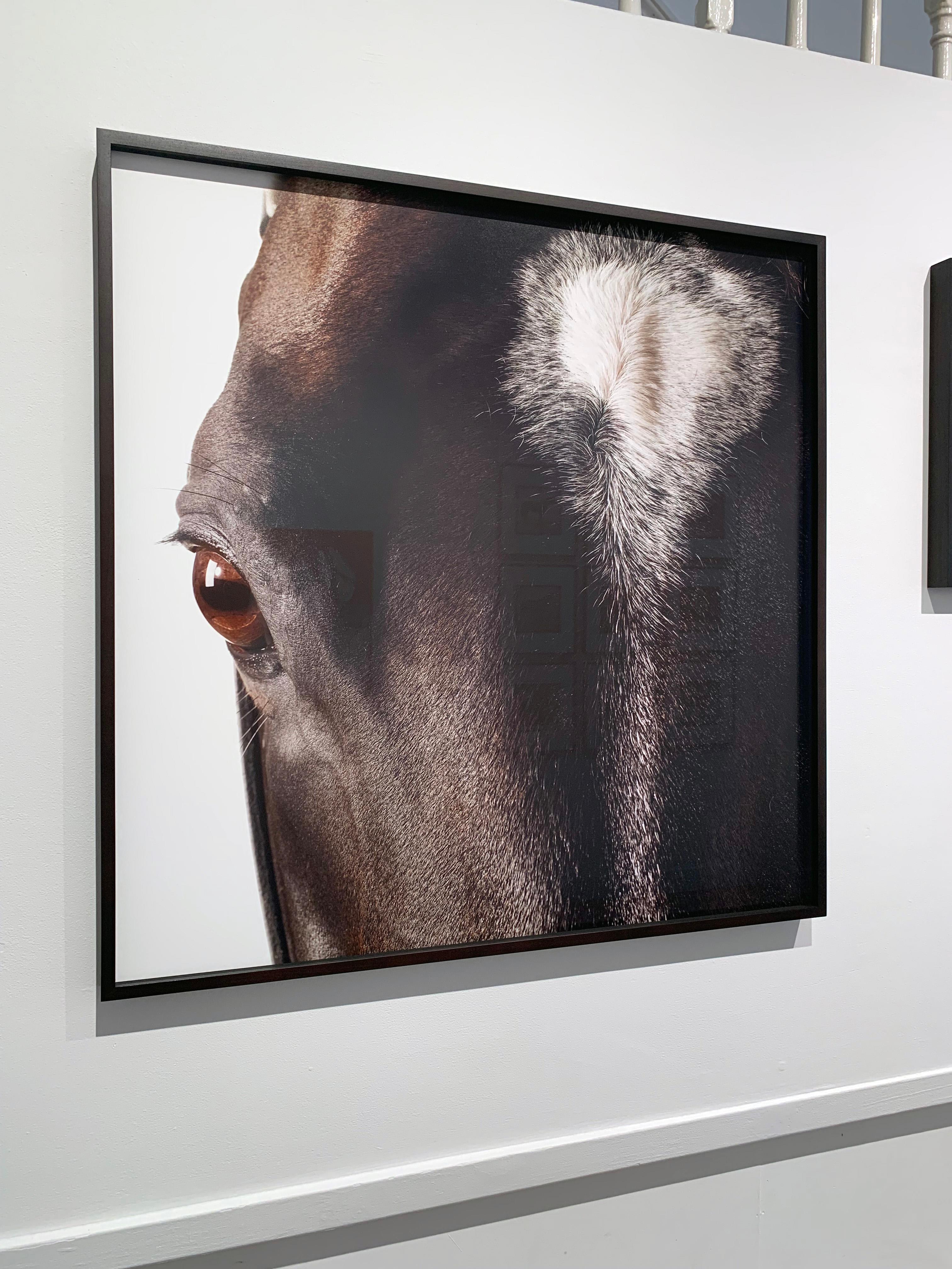 Medaglia d’Oro, Horse head and eye - Stallion Portrait unframed Print on Paper For Sale 3