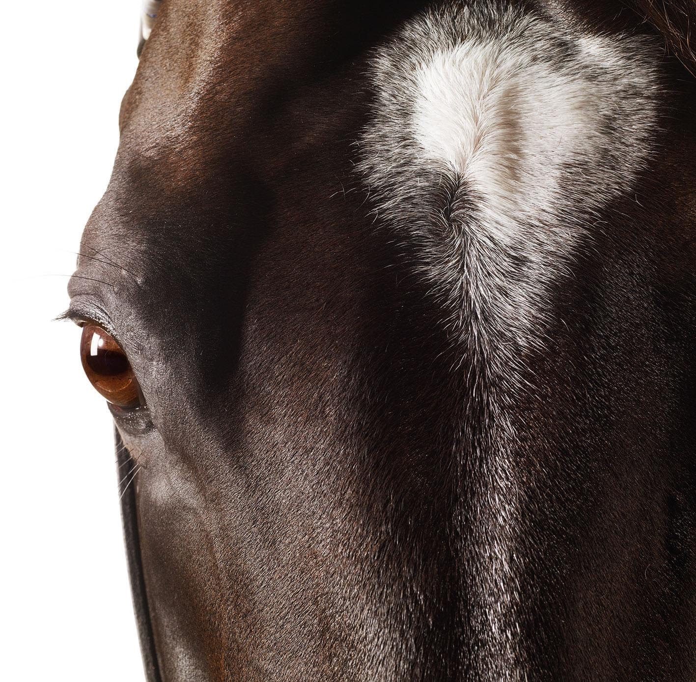 Medaglia d'Oro, Pferdekopf und Auge - Hengstporträt ungerahmt Druck auf Papier