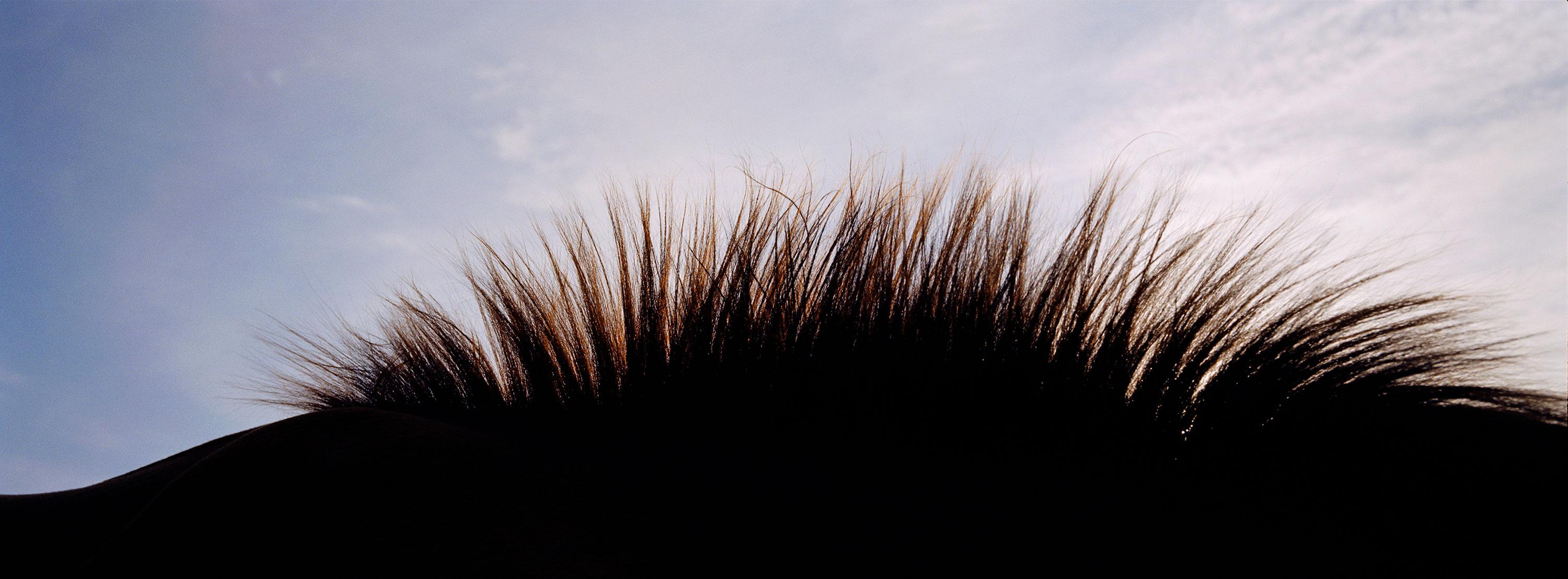 Noverre - Horse Landscape 2, Sky and Mane, Panoramic Print, Australia 2003 - Surrealist Photograph by John Reardon