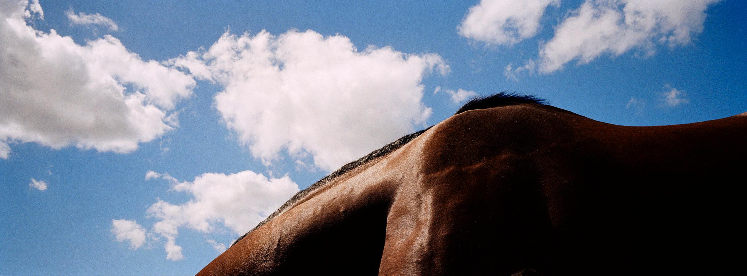 Animal Print John Reardon - Noverre - Paysage de chevaux I, ciel bleu et nuages, imprimé Panoramic, Australie 