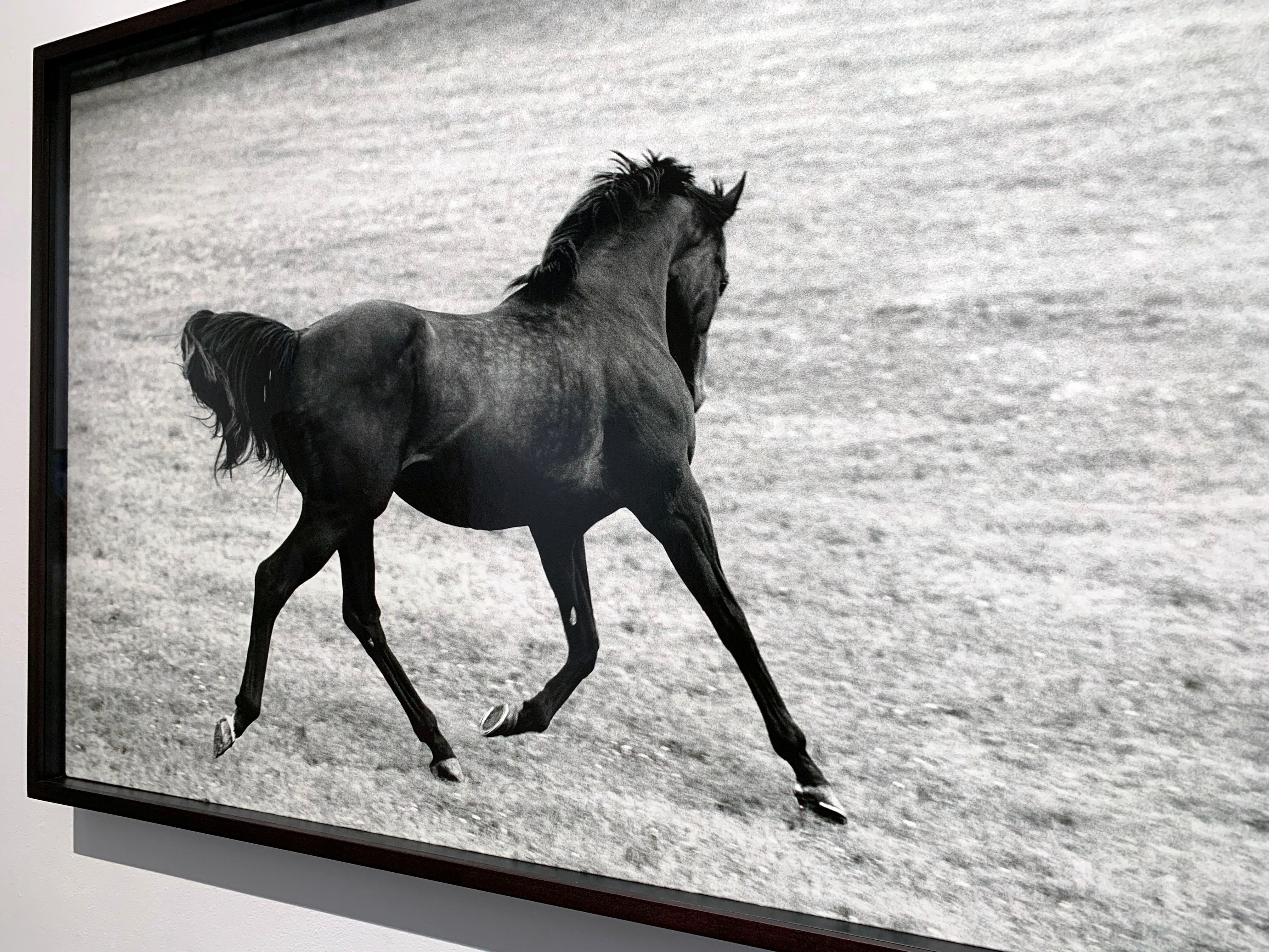 Whiting, Running Stallion, Champion Equine Photographie en noir et blanc - Marron Black and White Photograph par John Reardon