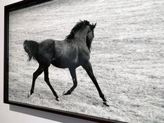 Singspiel, Running Stallion, Champion Equine Photograph in Custom Frame