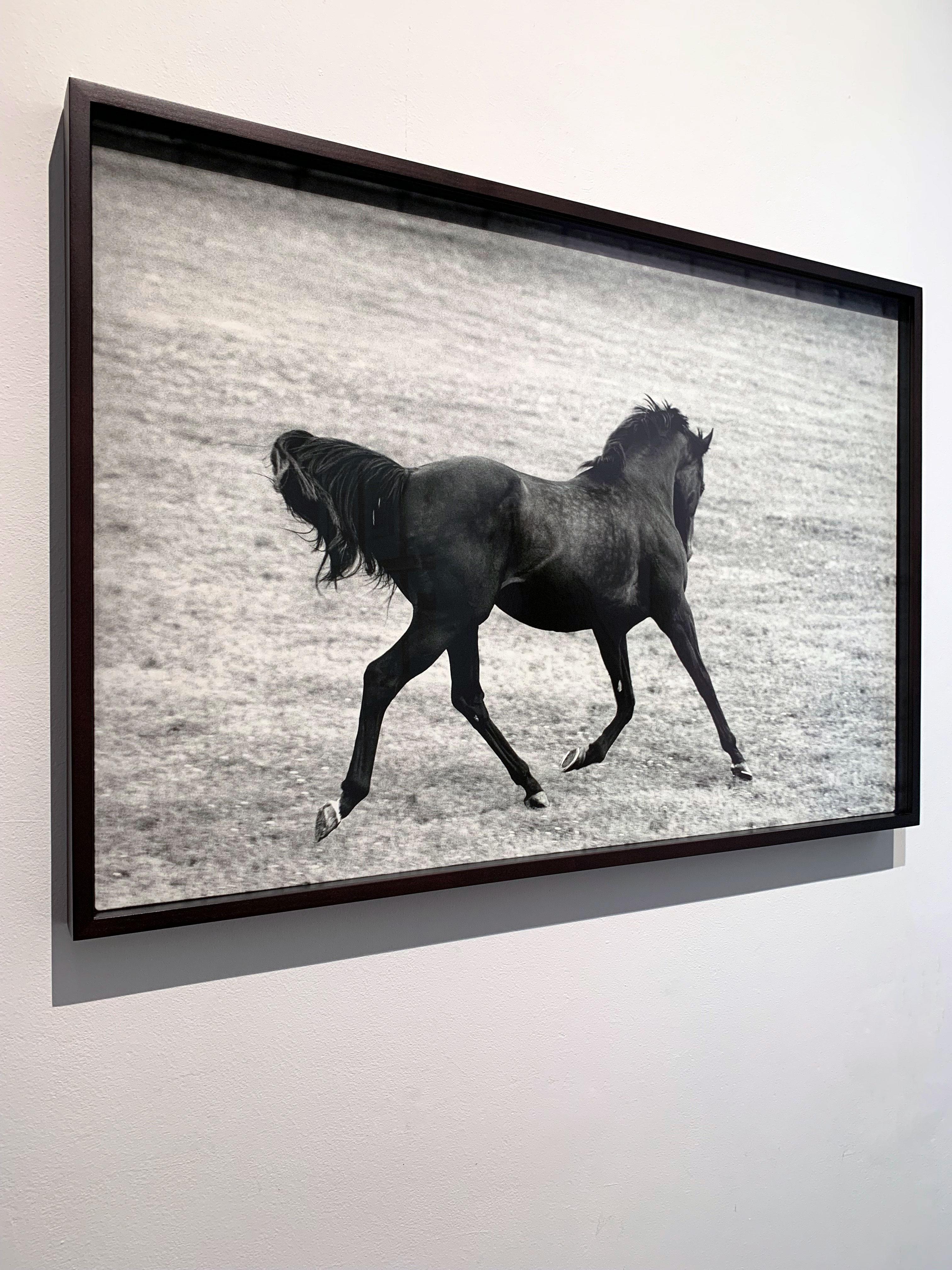 Singspiel, Stallion Portrait 2001 by John Reardon
76 x 51 cm
Edition of 5 only
Silver Gelatin Print, Mounted on Aluminium, Custom framed, UV protective Museum AR Glass

This piece is part of '(after) Whistlejacket' - Contemporary Equine Photographs