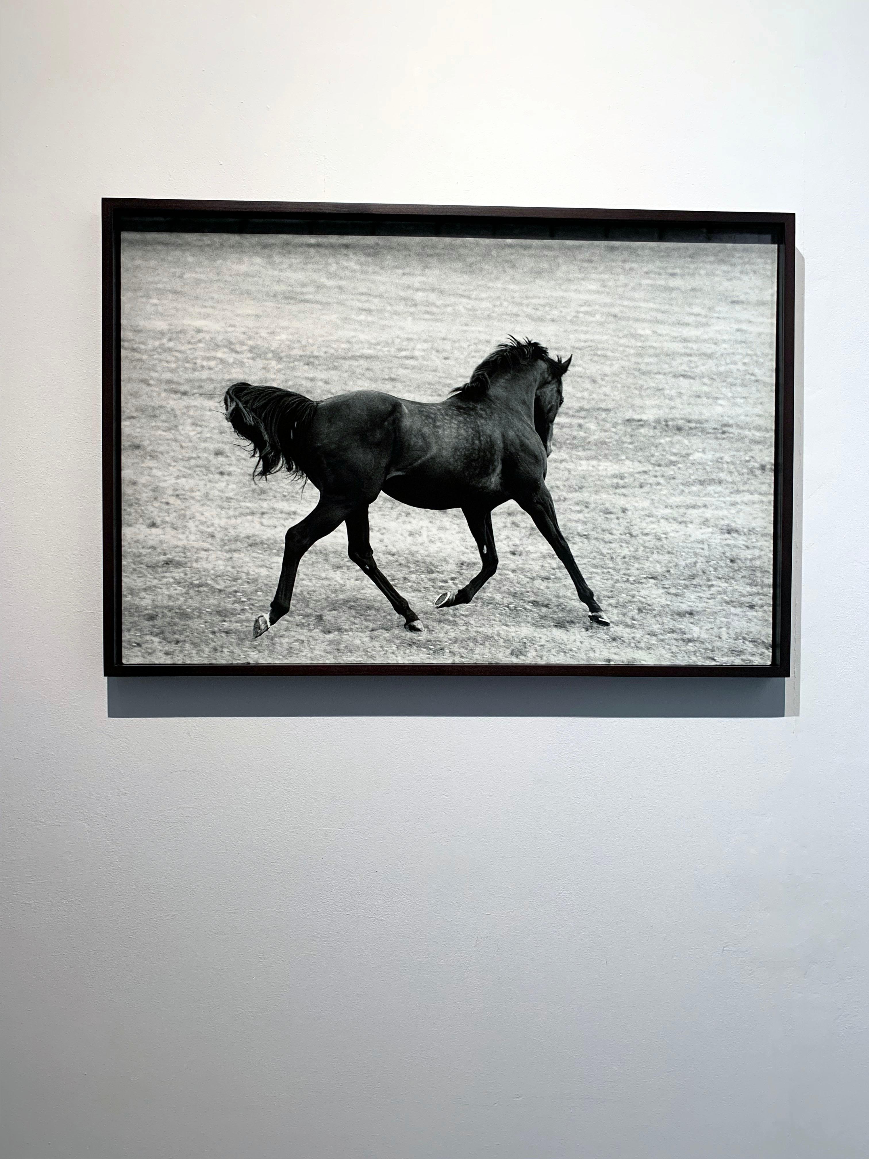 Whiting, Running Stallion, Champion Equine Photographie en noir et blanc en vente 2