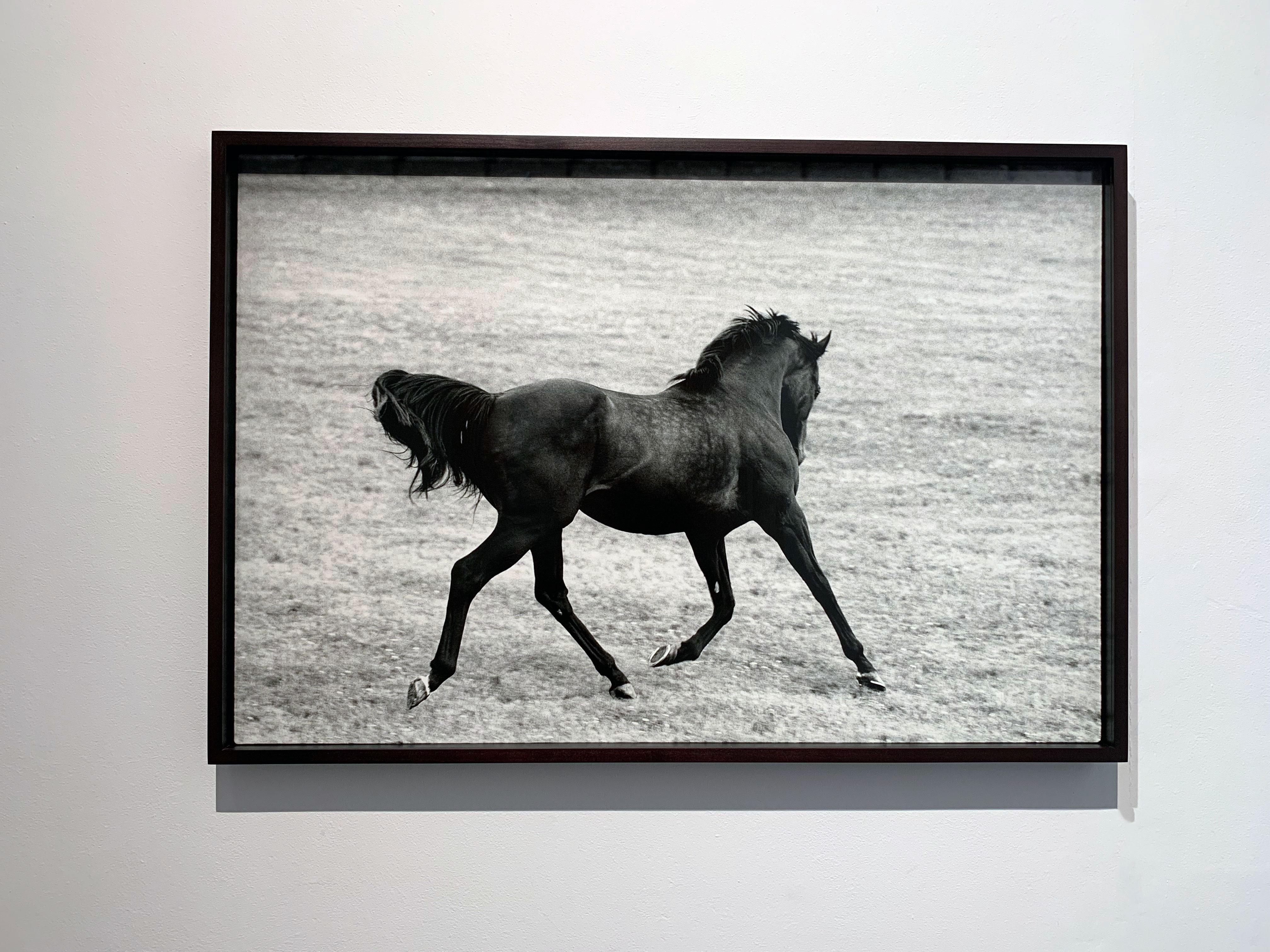 Singspiel, Running Stallion, Champion Equine Black and White Photograph For Sale 2