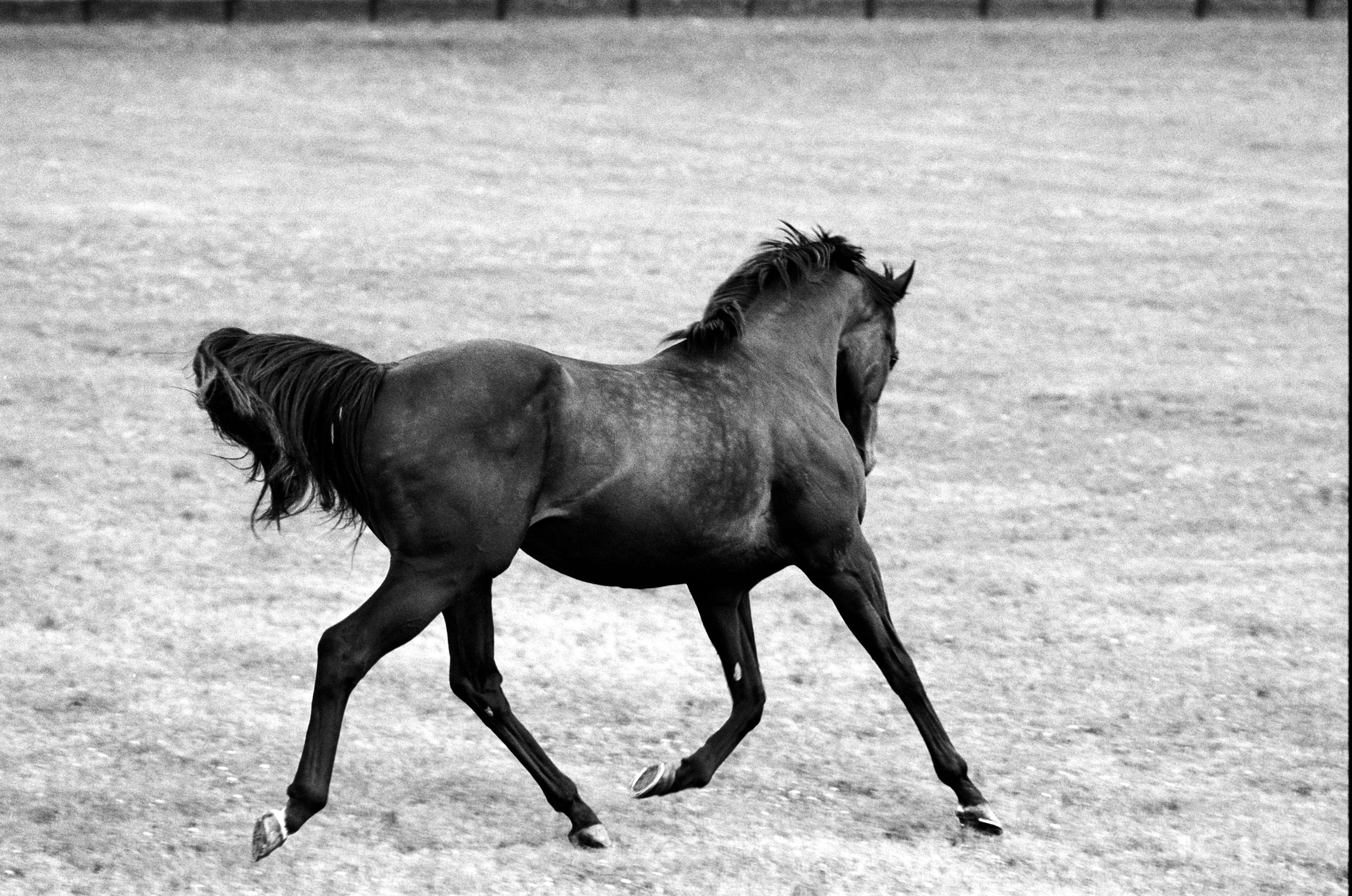 Black and White Photograph John Reardon - Whiting, Running Stallion, Champion Equine Photographie en noir et blanc