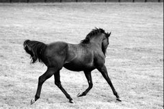 Singspiel, stallone da corsa, fotografia equina in bianco e nero di un campione