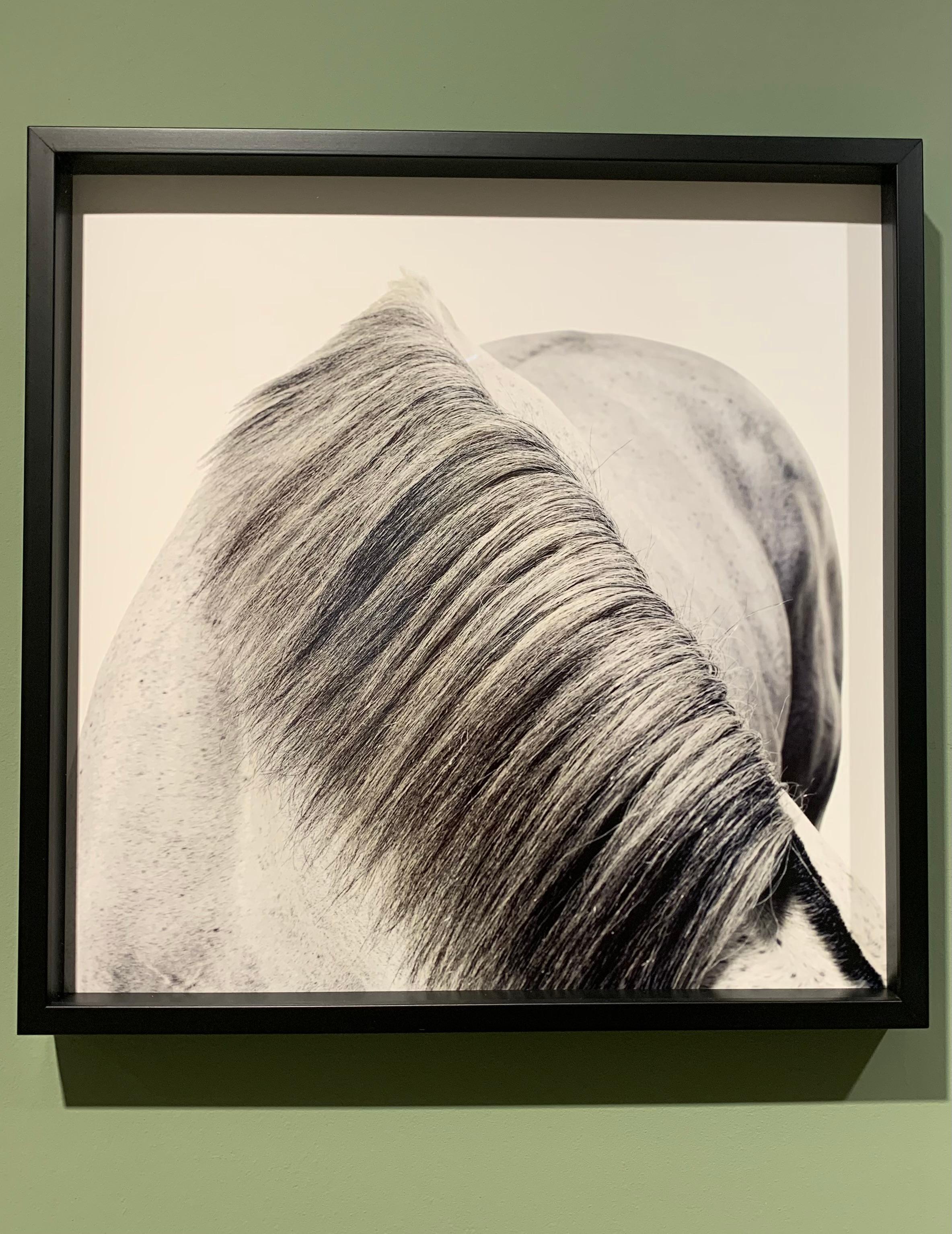 Stallion Portrait: Slickly - Mane - Champion Horse's hair portrait print - Photograph by John Reardon