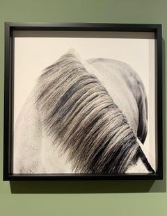 Stallion Portrait: Slickly - Mane - Champion Horse's hair portrait print