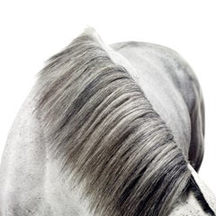 Stallion Portrait: Slickly - Mane - Champion Horse's hair portrait print
