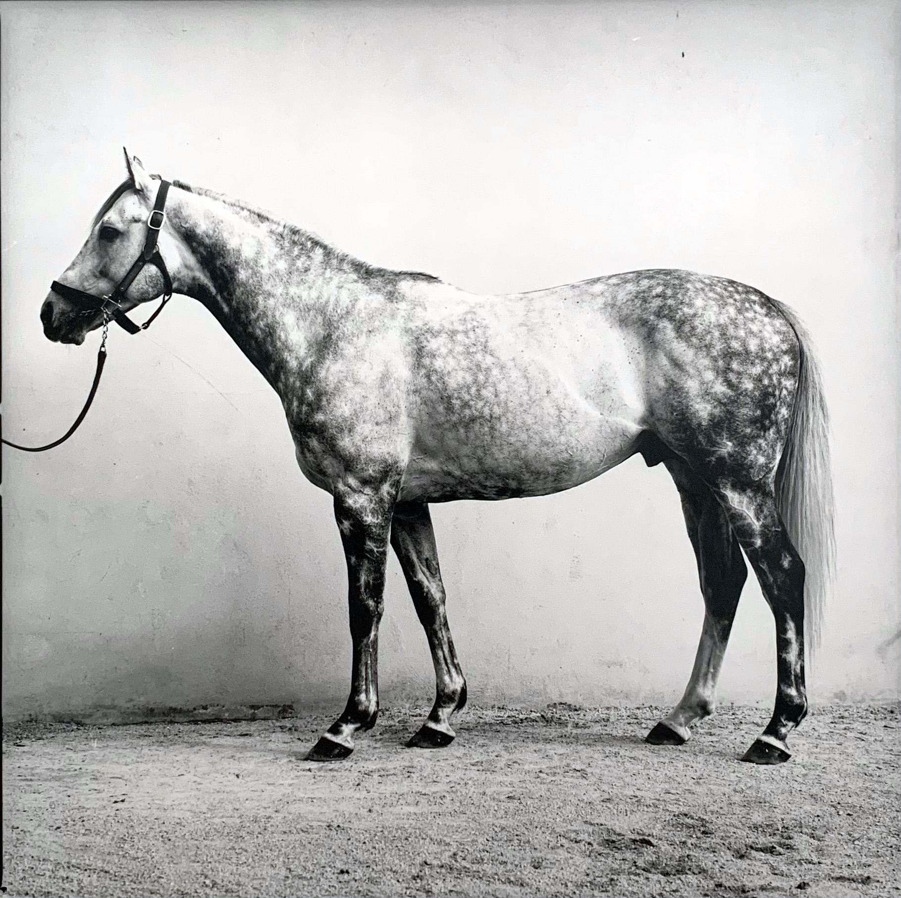 Ritratti di stalloni - Cavalli campioni, scatti di cresima 9 Stampe d'epoca incorniciate 6