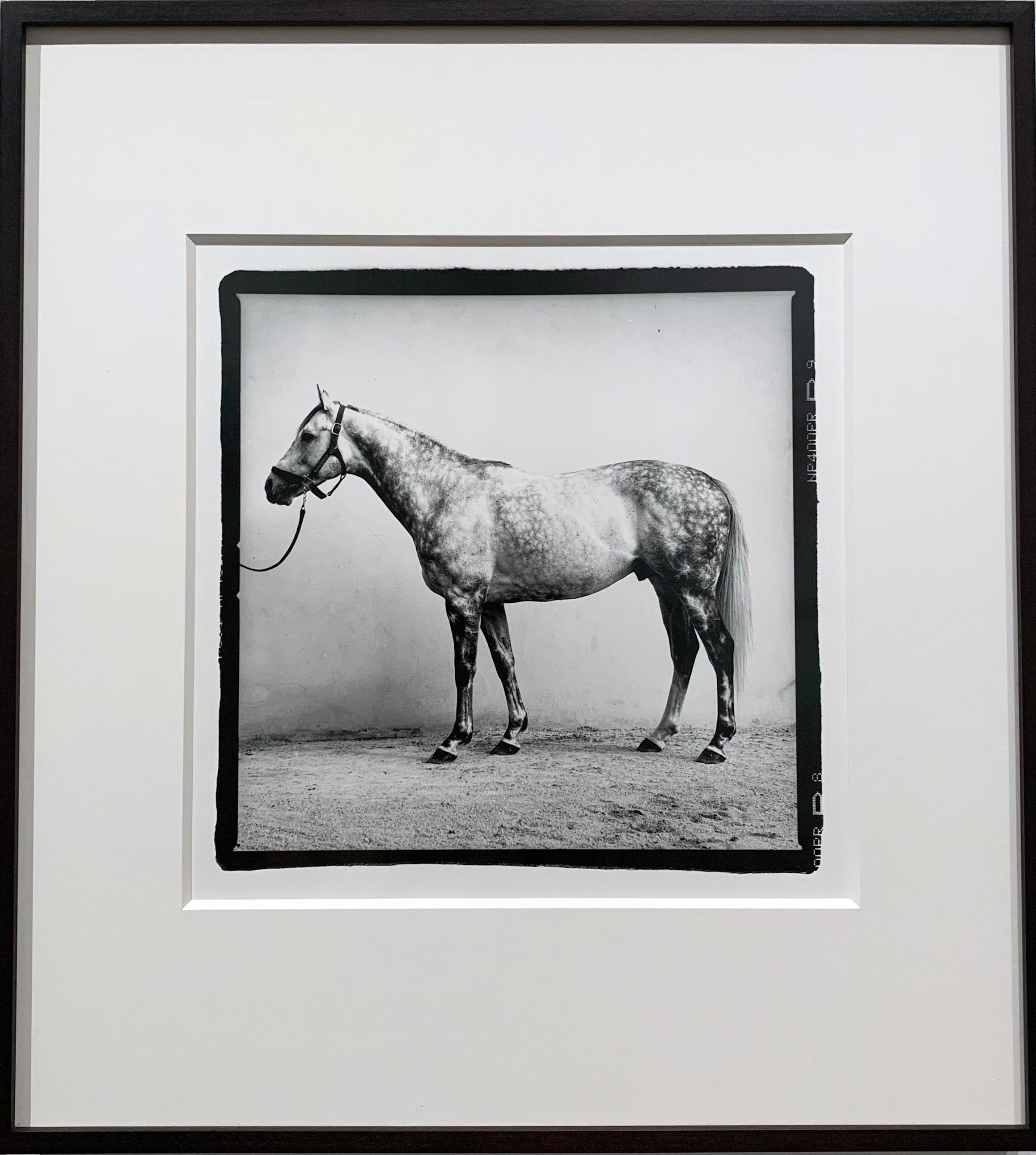 Ritratti di stalloni - Cavalli campioni, scatti di cresima 9 Stampe d'epoca incorniciate 8