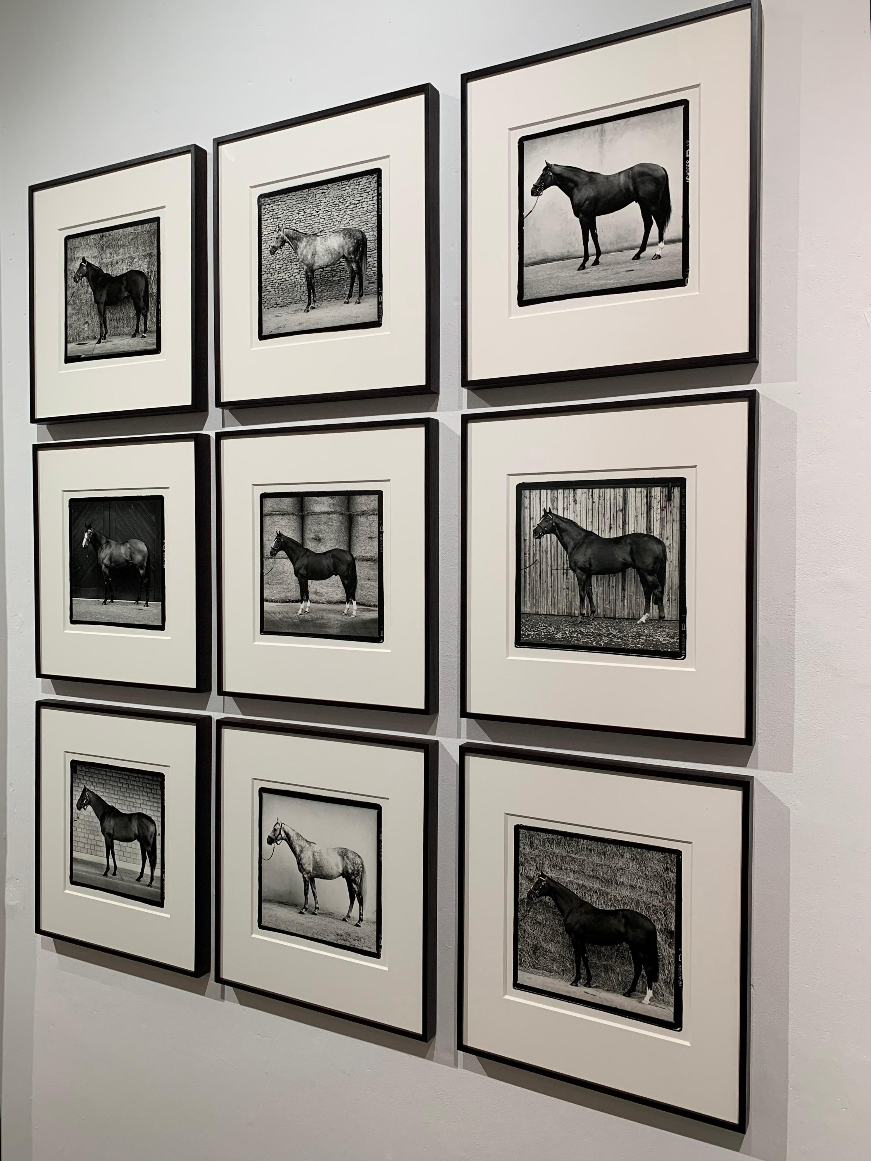 Ritratti di stalloni - Set unico di 9 stampe, 2001 - SPEDIZIONE GRATUITA IN TUTTO IL MONDO
Stampe originali alla gelatina d'argento 