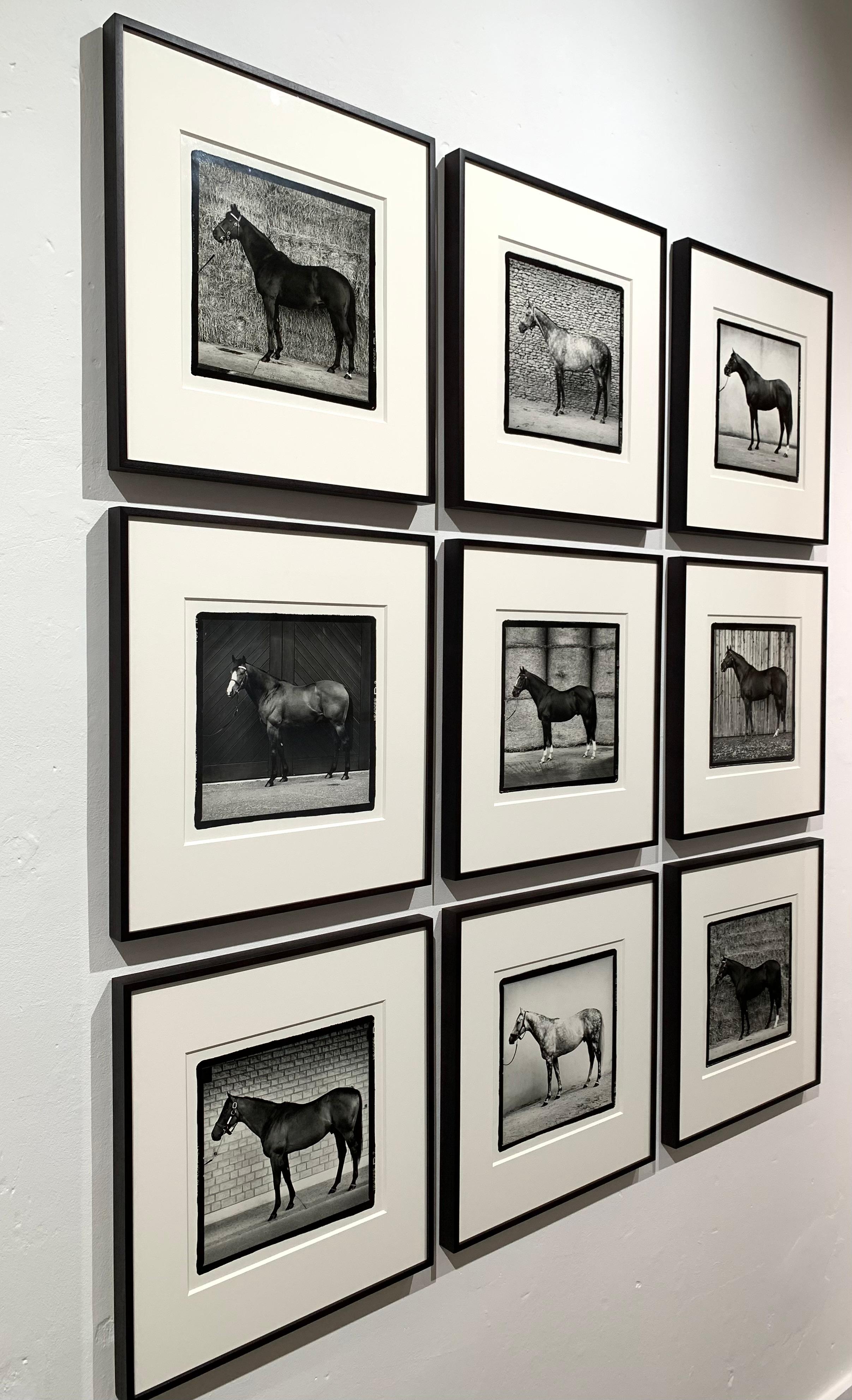 Ritratti di stalloni - Cavalli campioni, scatti di cresima 9 Stampe d'epoca incorniciate - Photograph di John Reardon
