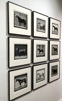 Stallion Portraits - Champion Horses, Confirmation Shots 9 Framed Vintage Prints