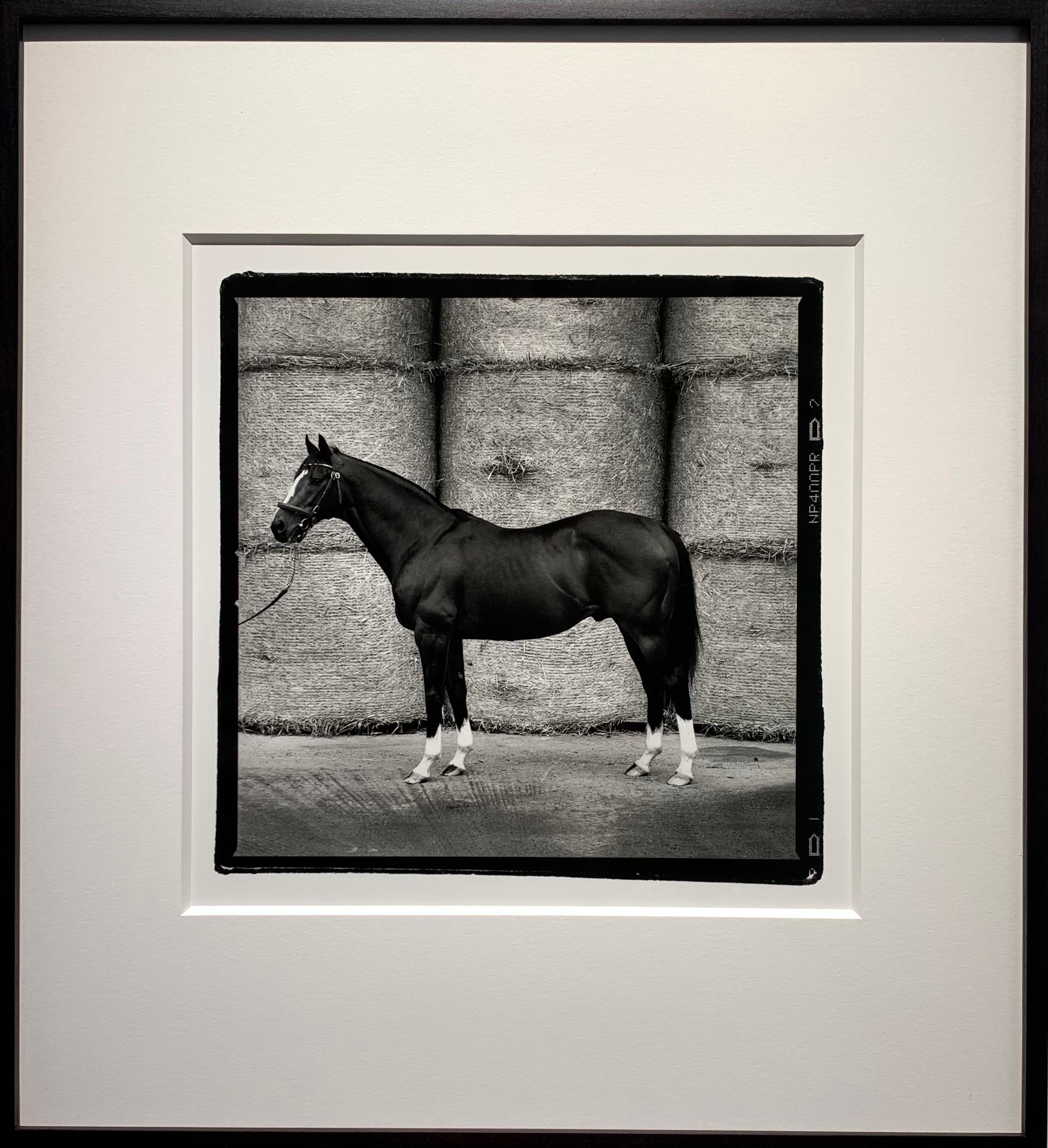 Ritratti di stalloni - Cavalli campioni, scatti di cresima 9 Stampe d'epoca incorniciate - Photograph Vittoriano di John Reardon