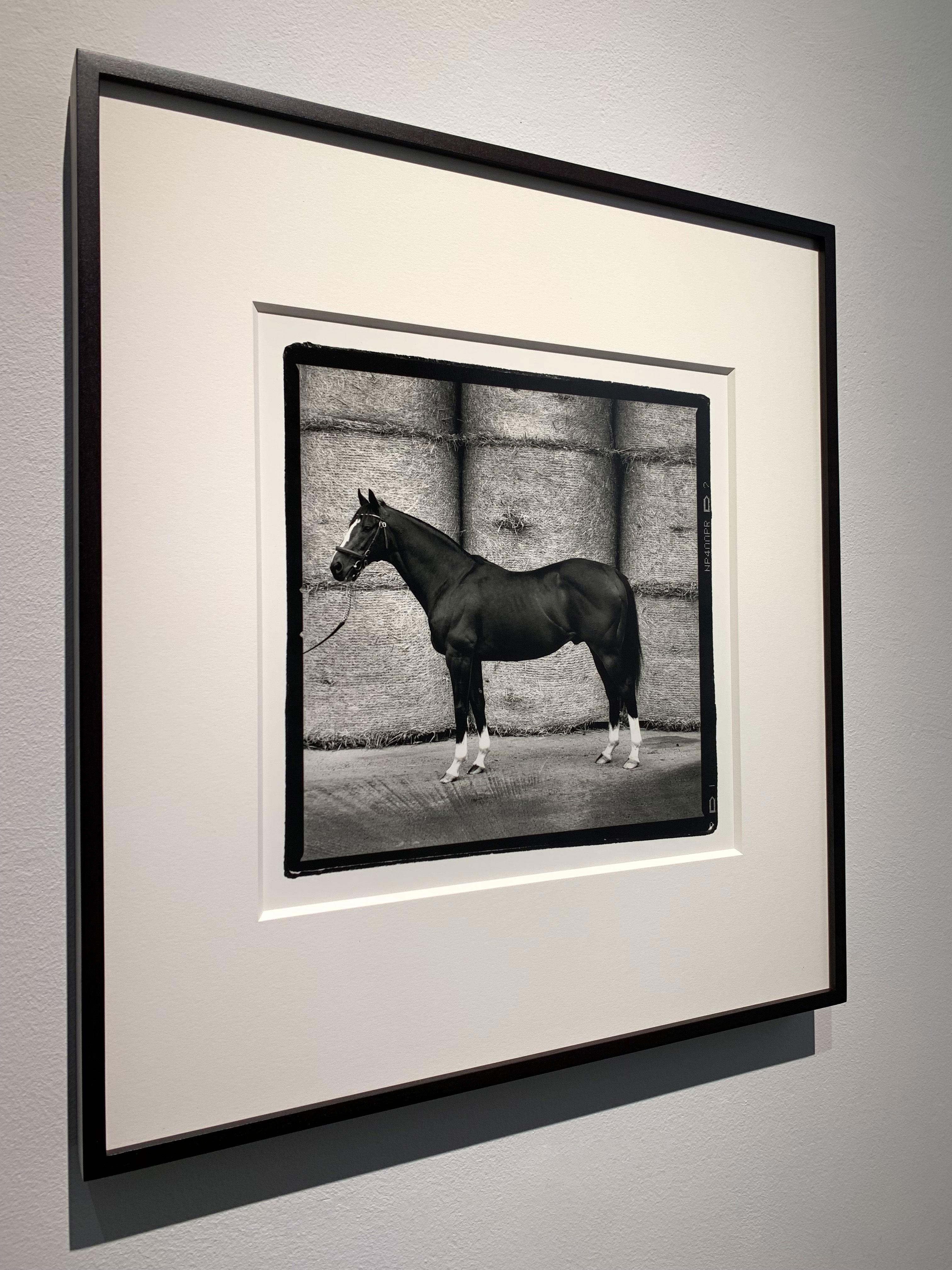 Ritratti di stalloni - Cavalli campioni, scatti di cresima 9 Stampe d'epoca incorniciate - Black and White Photograph Marrone di John Reardon