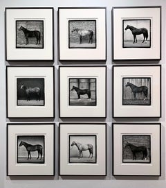 Portraits d'étalons - Champion Horses, Confirmation Shots 9 tirages vintage encadrés