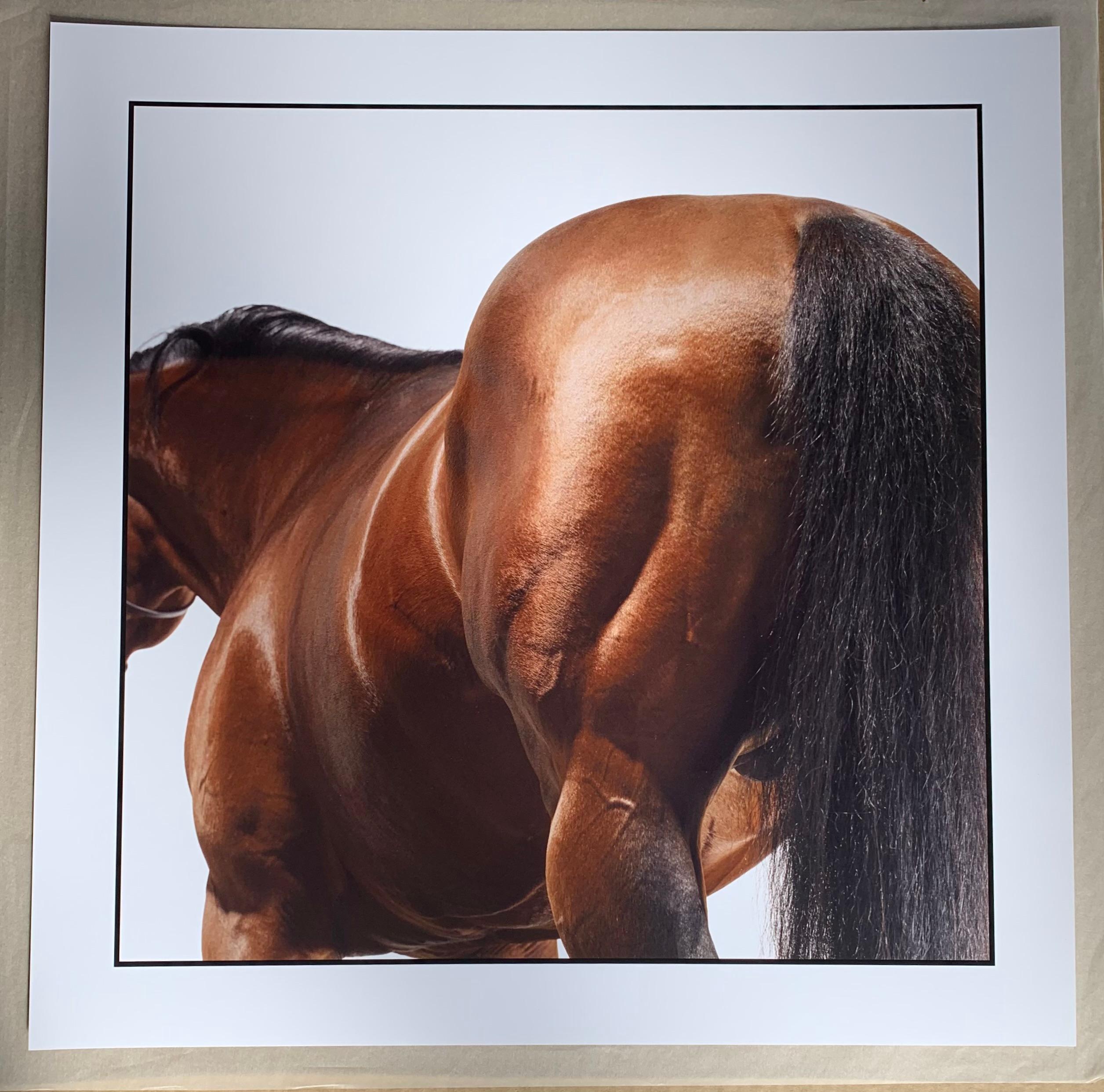 Stallion Studio Portrait: Dubawi - Pigment Print on Hahnemühle Paper - unframed - Photograph by John Reardon