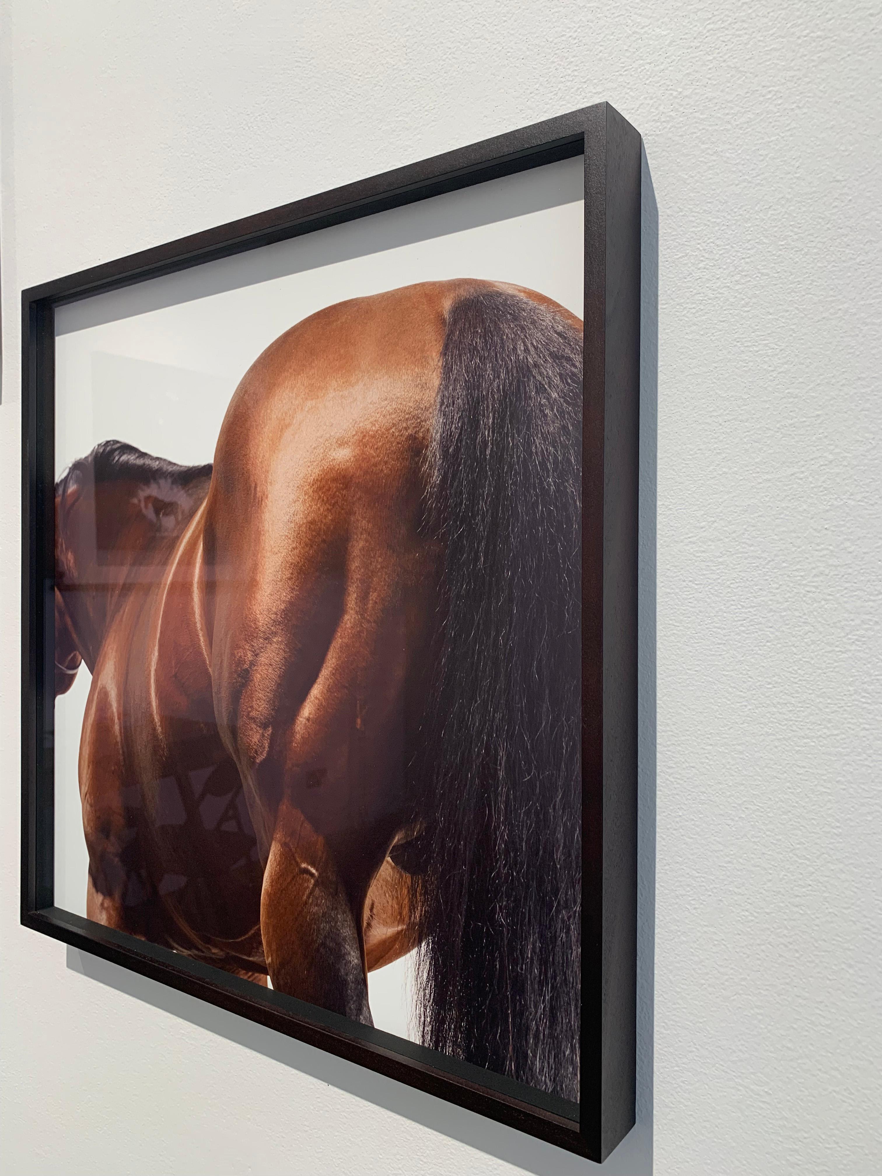 Stallion Studio Portrait: Dubawi - Pigment Print on Hahnemühle Paper - unframed - Contemporary Photograph by John Reardon