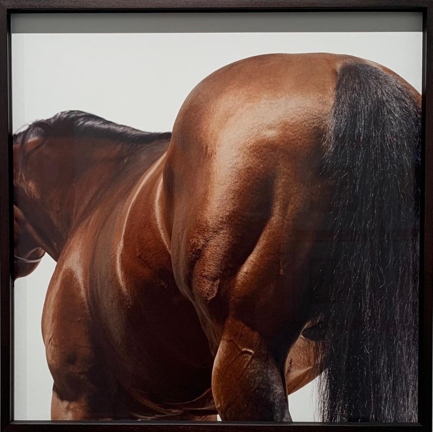 Stallion Studio Portrait: 'Dubawi' - Pigment Print Mounted and Custom Framed - Photograph by John Reardon