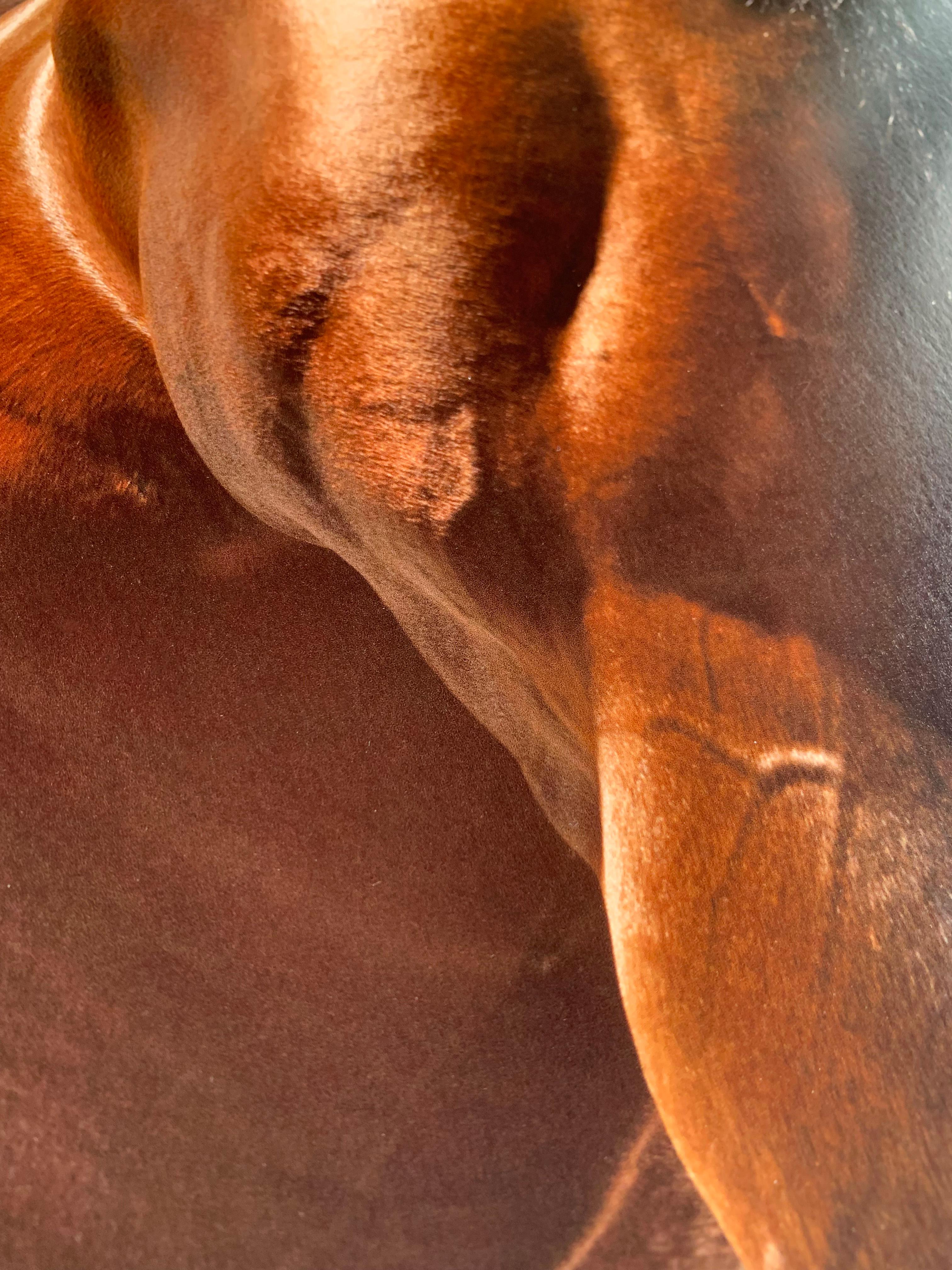 Stallion Studio-Porträt: „Dubawi“ – Pigmentdruck montiert und maßgefertigt gerahmt (Zeitgenössisch), Photograph, von John Reardon