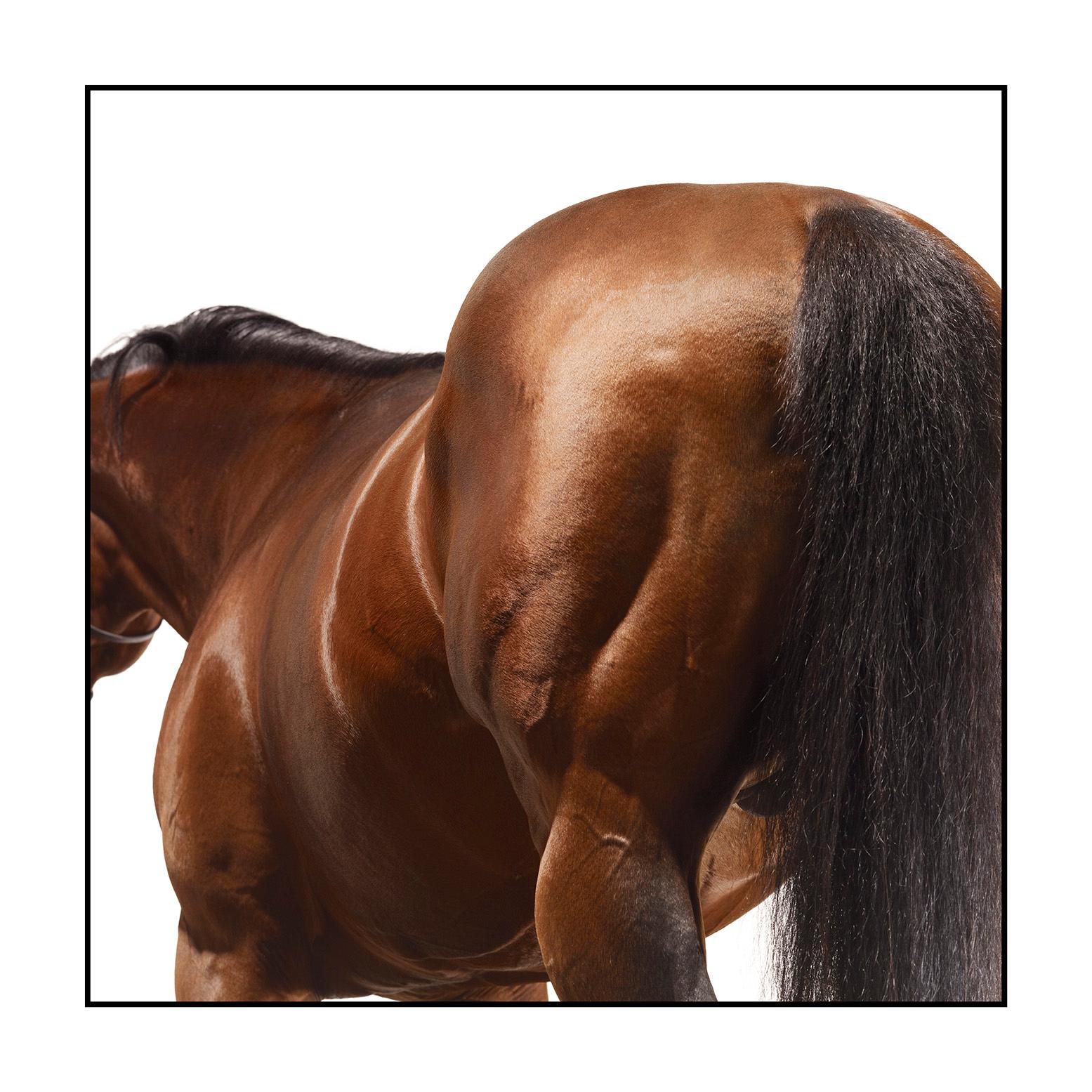 John Reardon Color Photograph – Stallion Studio-Porträt: „Dubawi“ – Pigmentdruck montiert und maßgefertigt gerahmt